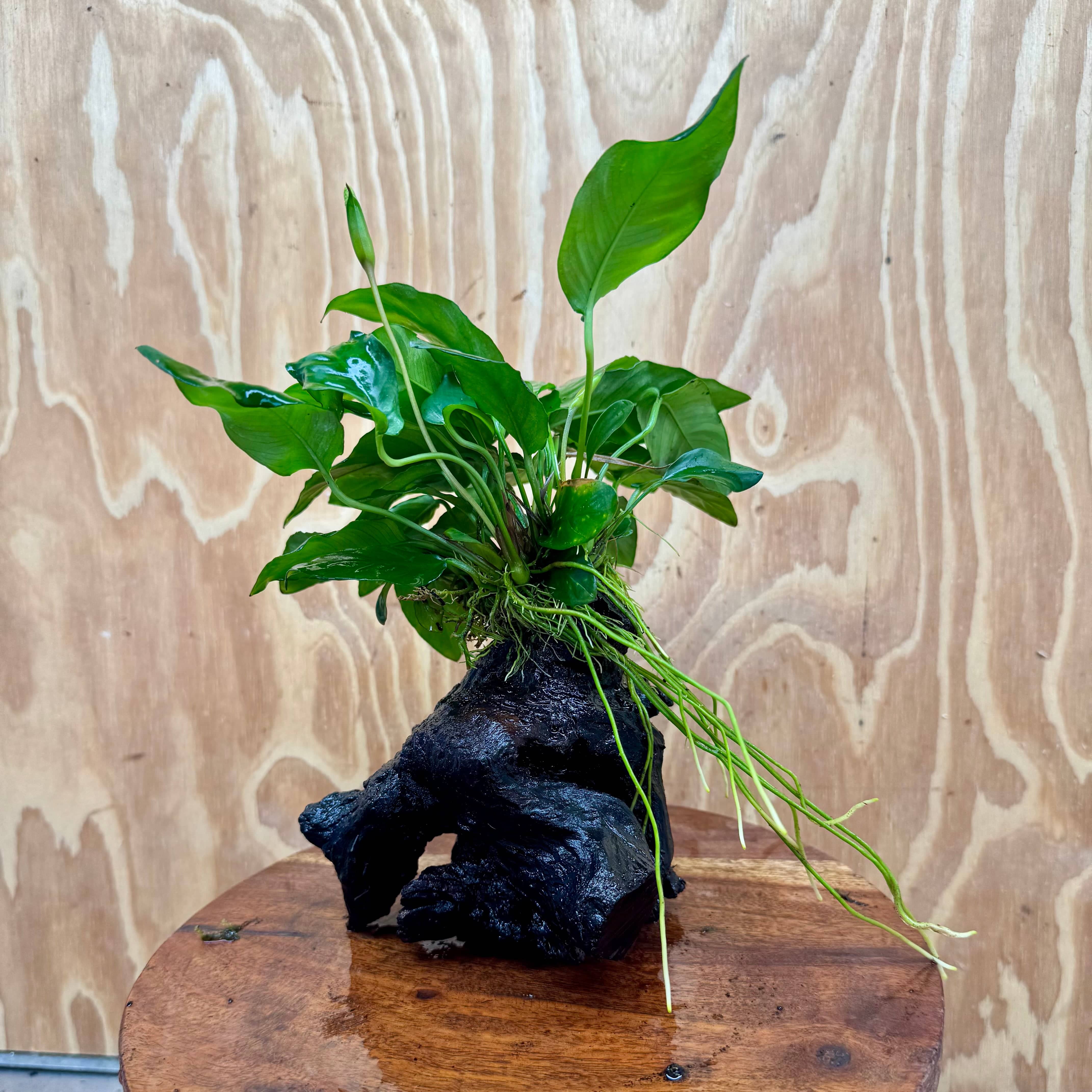 Pisces Enterprises One Only Anubias 'Paco' on Medium Driftwood Creation - One Only - Dramatic Anubias Petite Emerald Heart on Medium Driftwood - ONE ONLY - Scapeshop