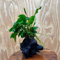 Pisces Enterprises One Only Anubias 'Paco' on Medium Driftwood Creation - One Only - Dramatic Anubias Petite Emerald Heart on Medium Driftwood - ONE ONLY - Scapeshop