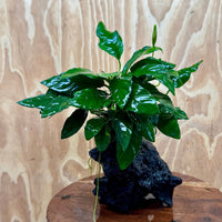 Pisces Enterprises One Only Anubias 'Paco' on Medium Driftwood Creation - One Only - Dramatic Anubias Petite Emerald Heart on Medium Driftwood - ONE ONLY - Scapeshop