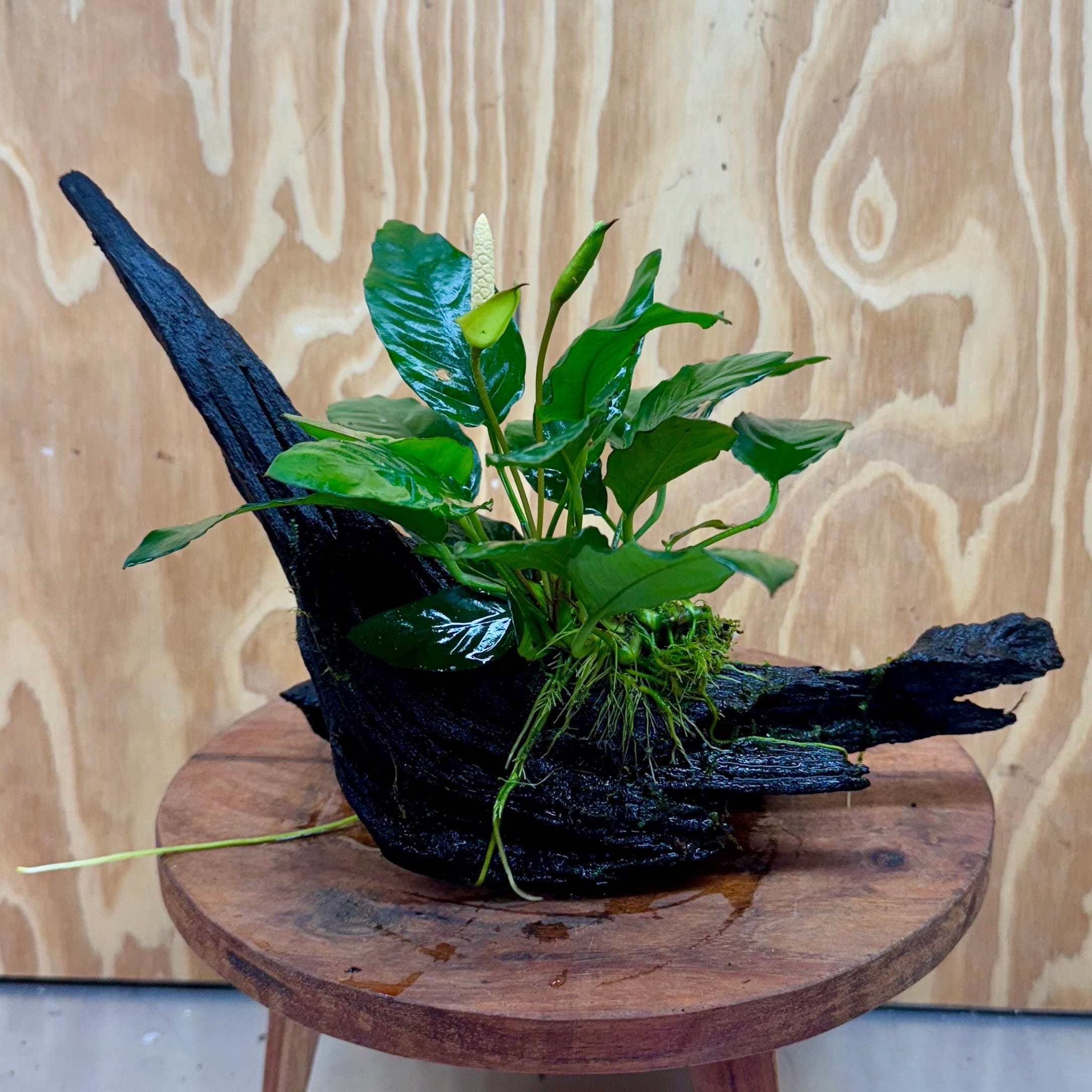 Pisces Enterprises One Only Anubias 'Paco' on Medium Driftwood Creation - One Only - Dramatic Anubias Petite Emerald Heart on Medium Driftwood - ONE ONLY - Scapeshop