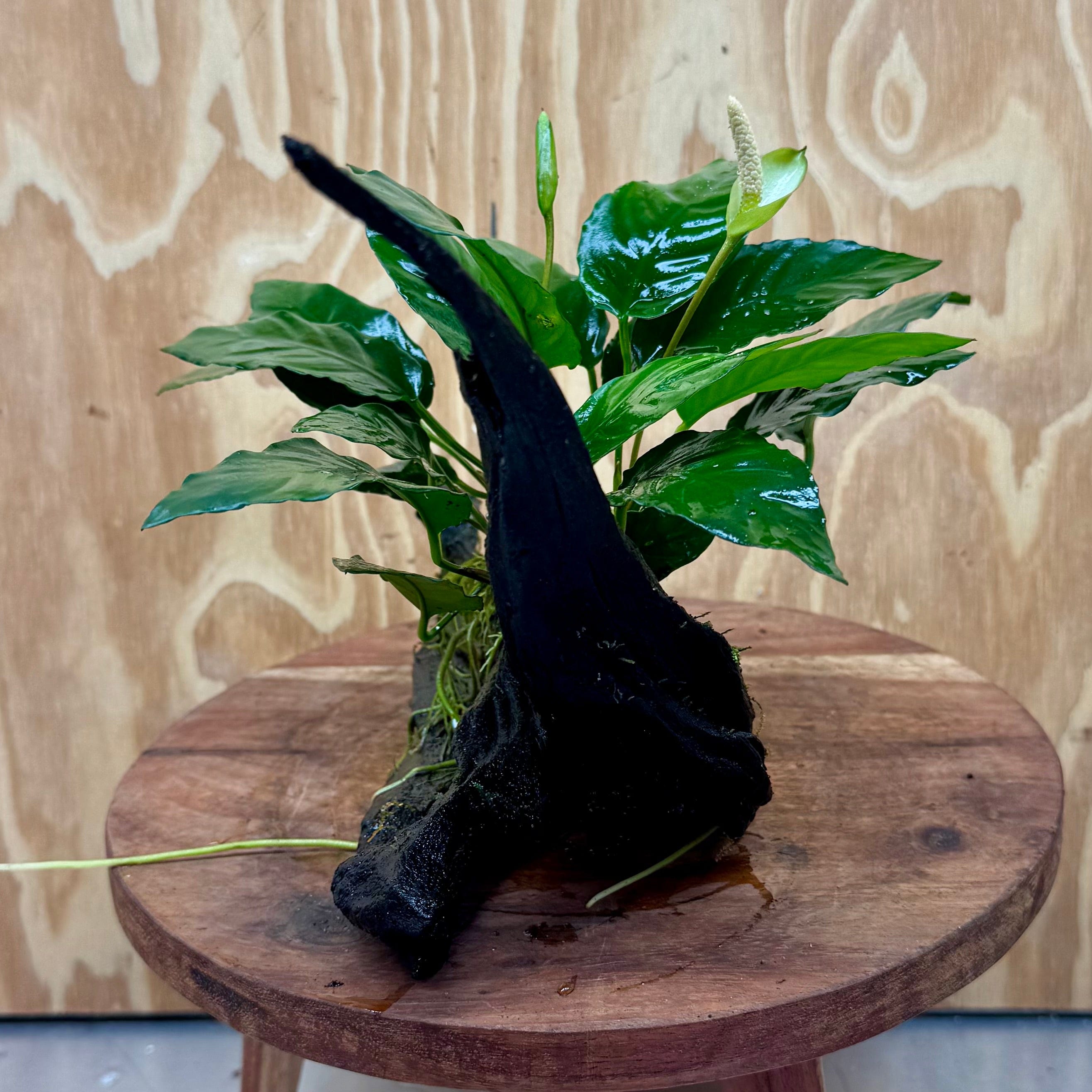 Pisces Enterprises One Only Anubias 'Paco' on Medium Driftwood Creation - One Only - Dramatic Anubias Petite Emerald Heart on Medium Driftwood - ONE ONLY - Scapeshop