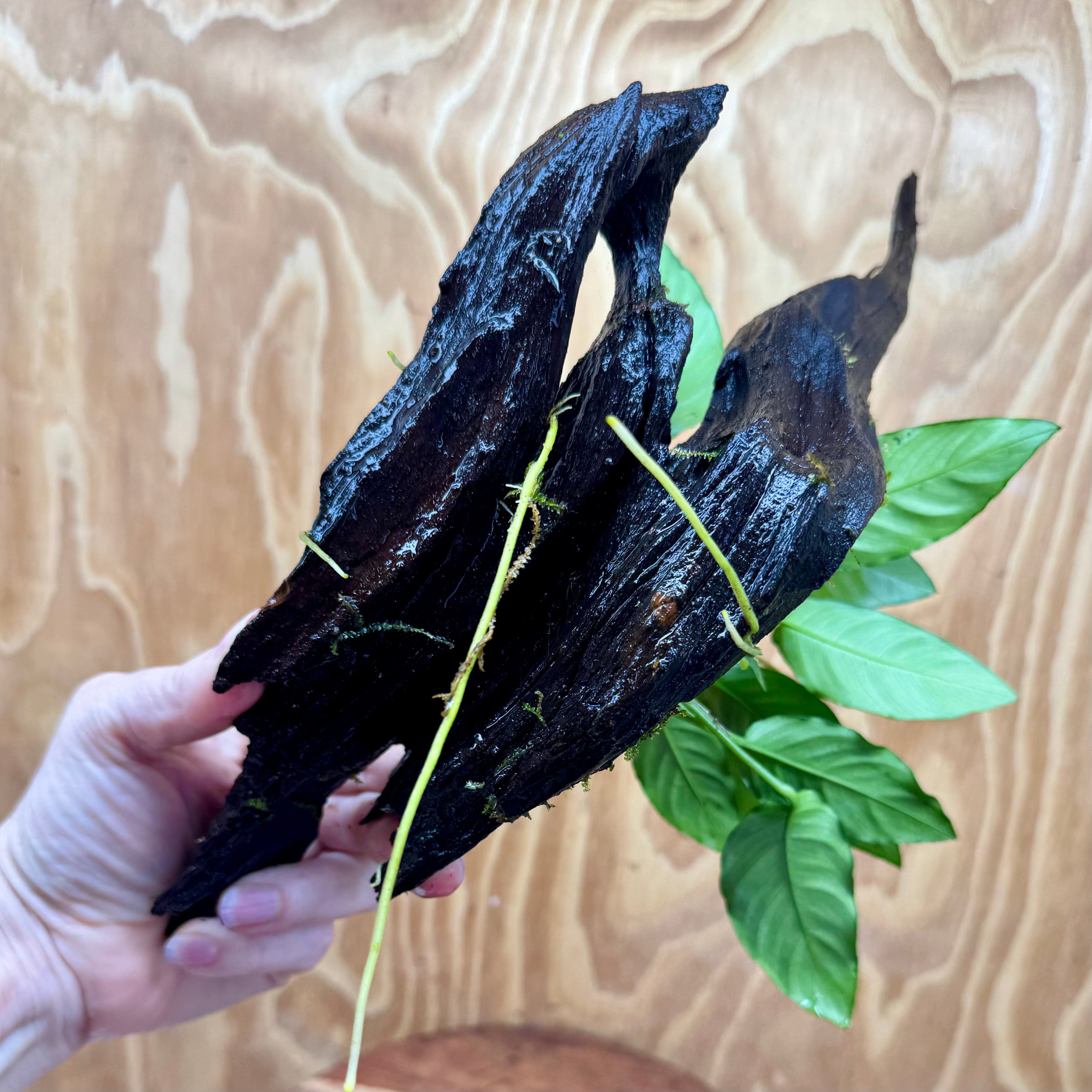 Pisces Enterprises One Only Anubias 'Paco' on Medium Driftwood Creation - One Only - Dramatic Anubias Petite Emerald Heart on Medium Driftwood - ONE ONLY - Scapeshop