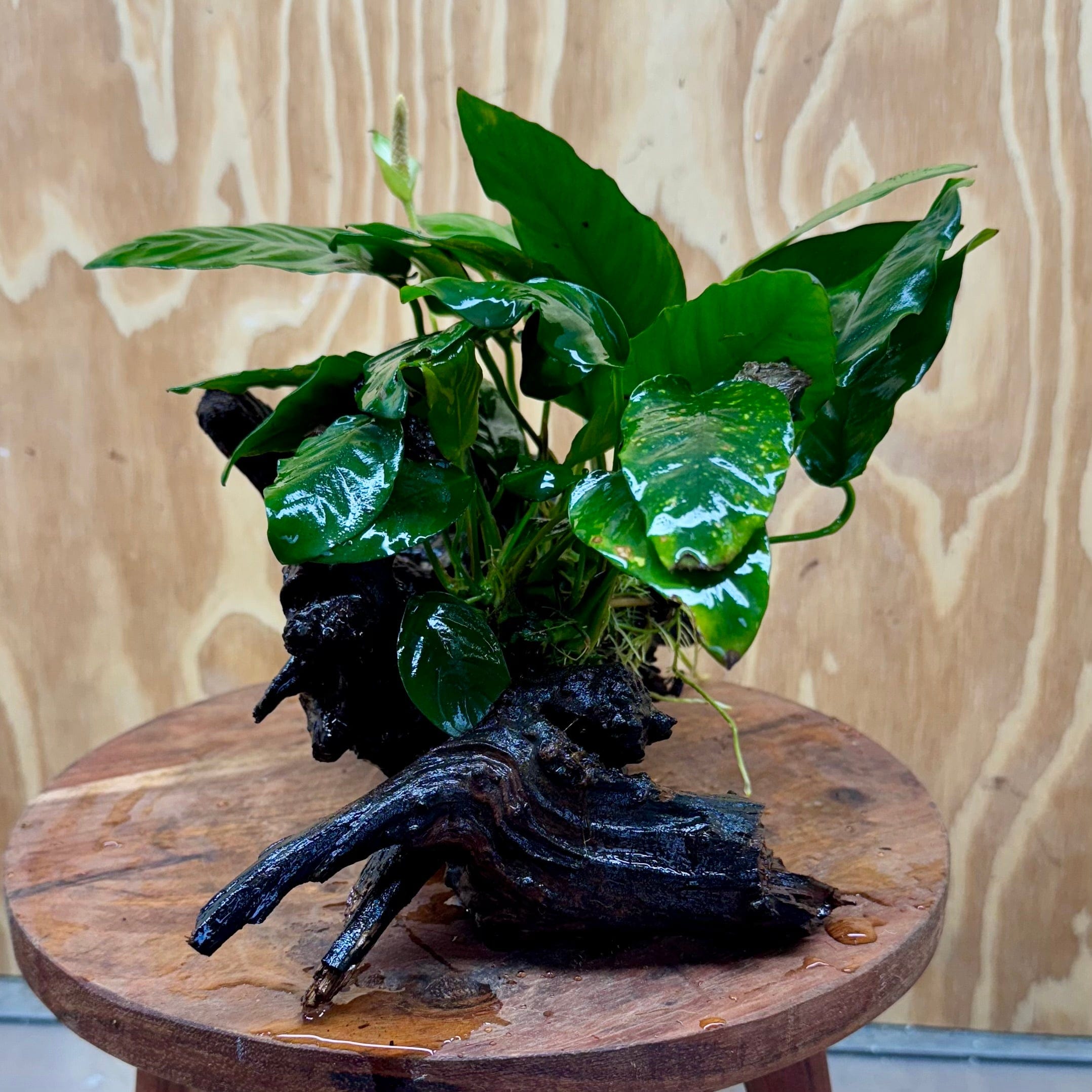 Pisces Enterprises One Only Anubias 'Paco' on Medium Driftwood Creation - One Only - Dramatic Anubias Petite Emerald Heart on Medium Driftwood - ONE ONLY - Scapeshop