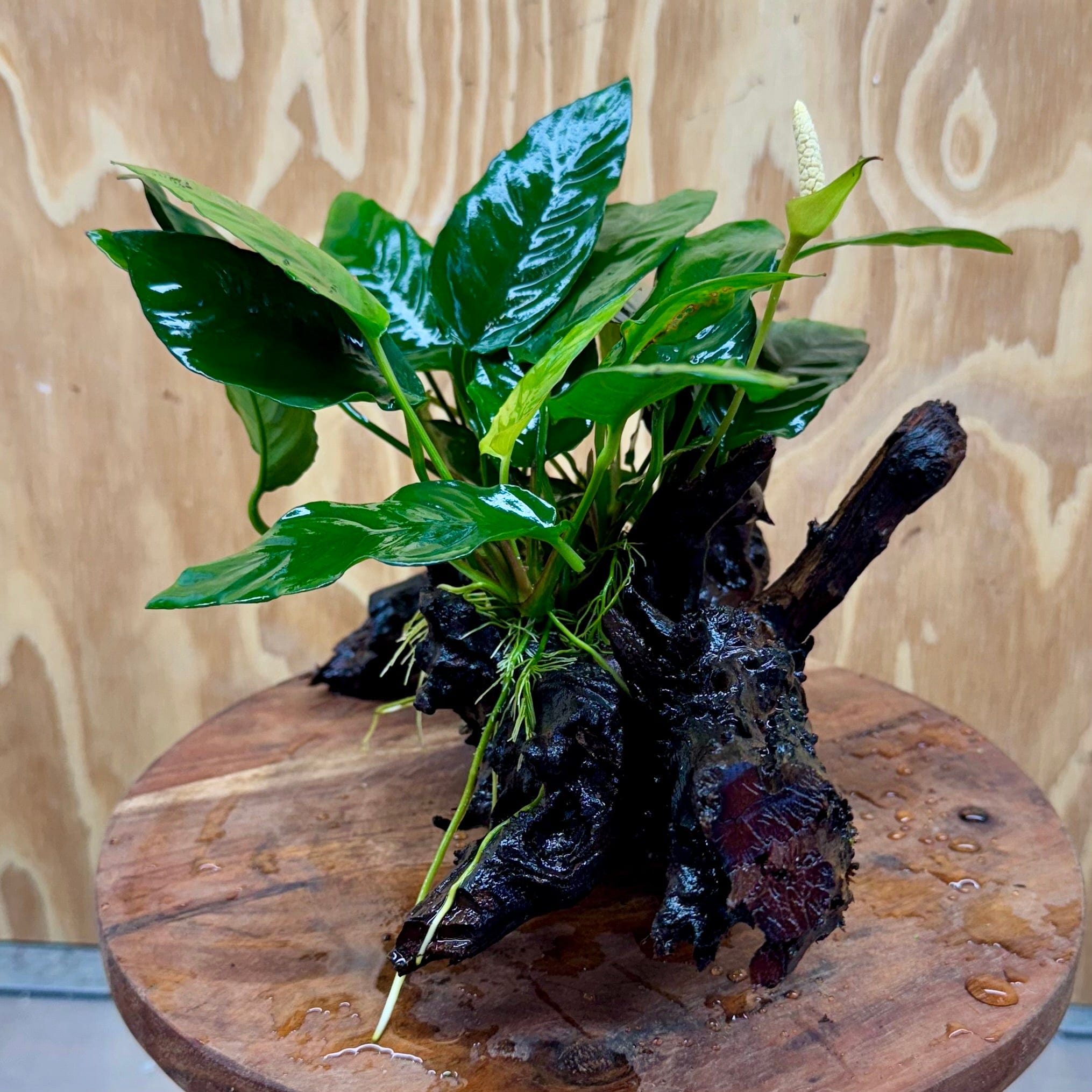 Pisces Enterprises One Only Anubias 'Paco' on Medium Driftwood Creation - One Only - Dramatic Anubias Petite Emerald Heart on Medium Driftwood - ONE ONLY - Scapeshop