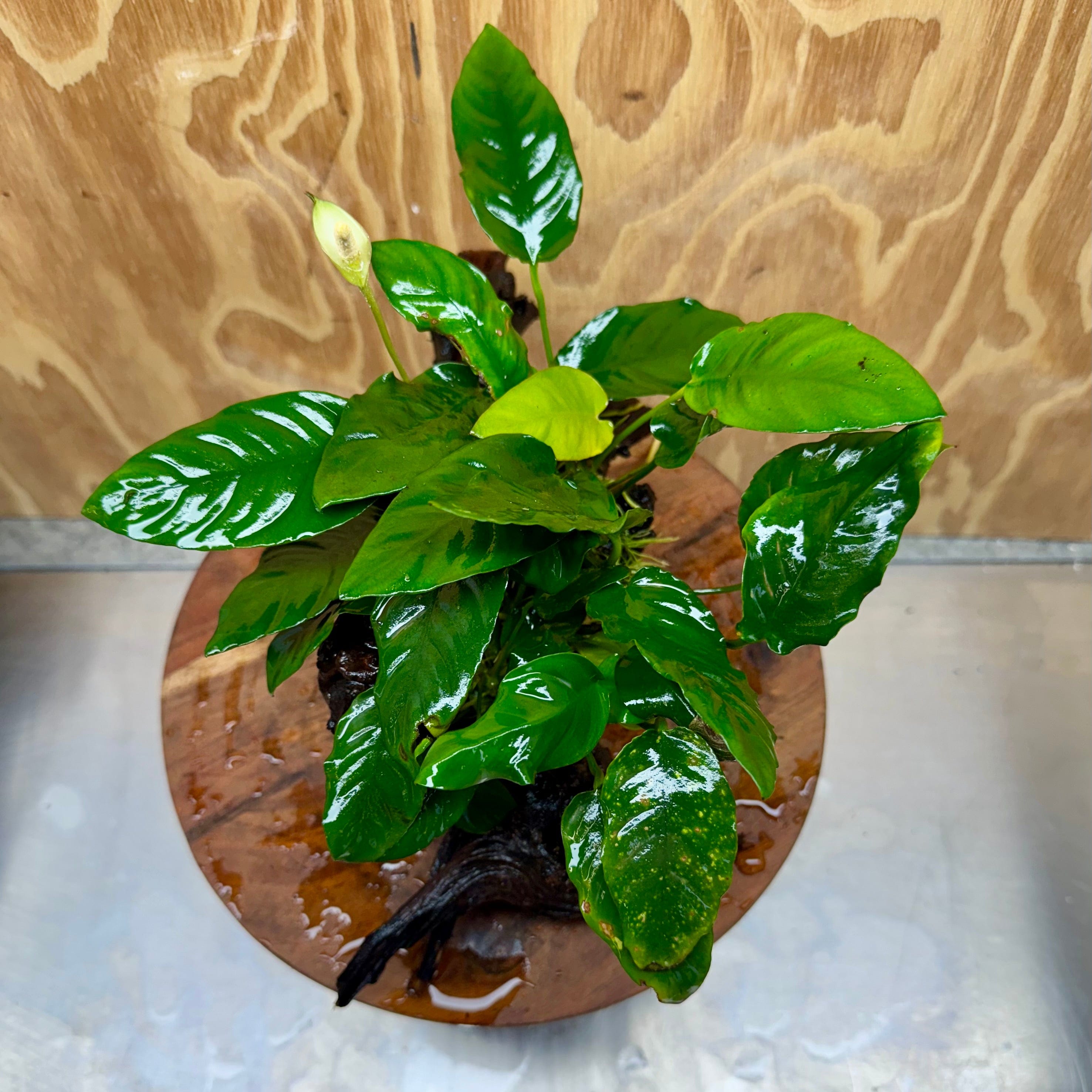 Pisces Enterprises One Only Anubias 'Paco' on Medium Driftwood Creation - One Only - Dramatic Anubias Petite Emerald Heart on Medium Driftwood - ONE ONLY - Scapeshop