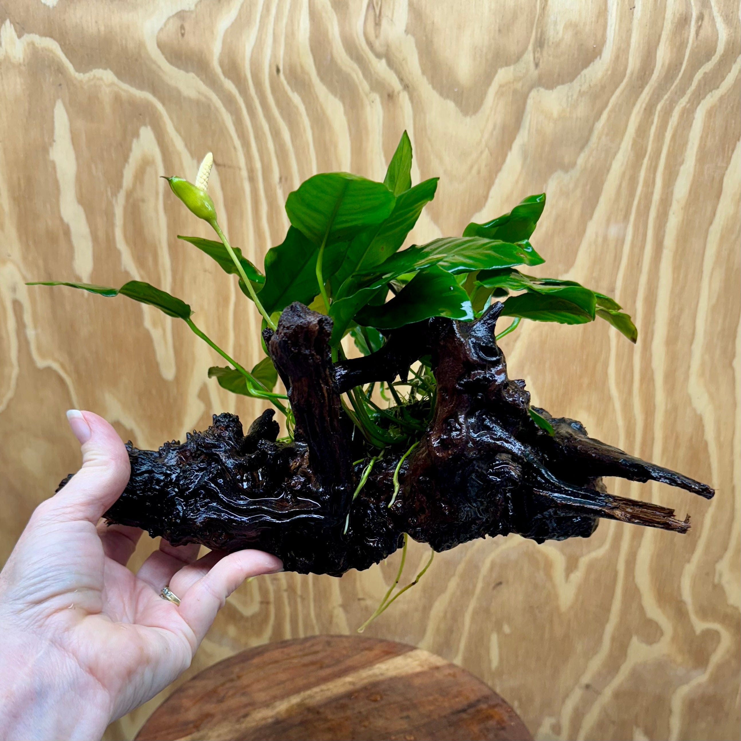 Pisces Enterprises One Only Anubias 'Paco' on Medium Driftwood Creation - One Only - Dramatic Anubias Petite Emerald Heart on Medium Driftwood - ONE ONLY - Scapeshop