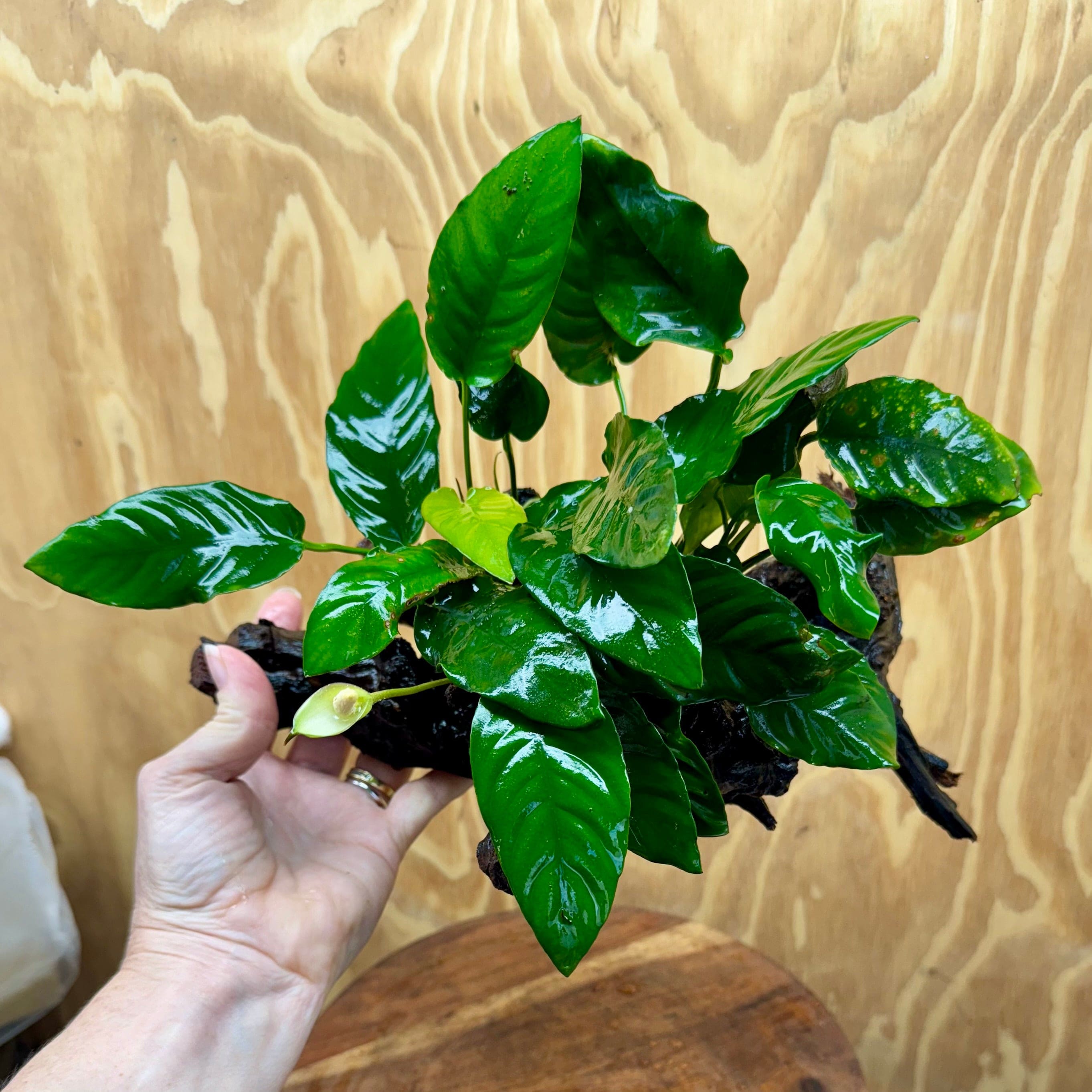 Pisces Enterprises One Only Anubias 'Paco' on Medium Driftwood Creation - One Only - Dramatic Anubias Petite Emerald Heart on Medium Driftwood - ONE ONLY - Scapeshop