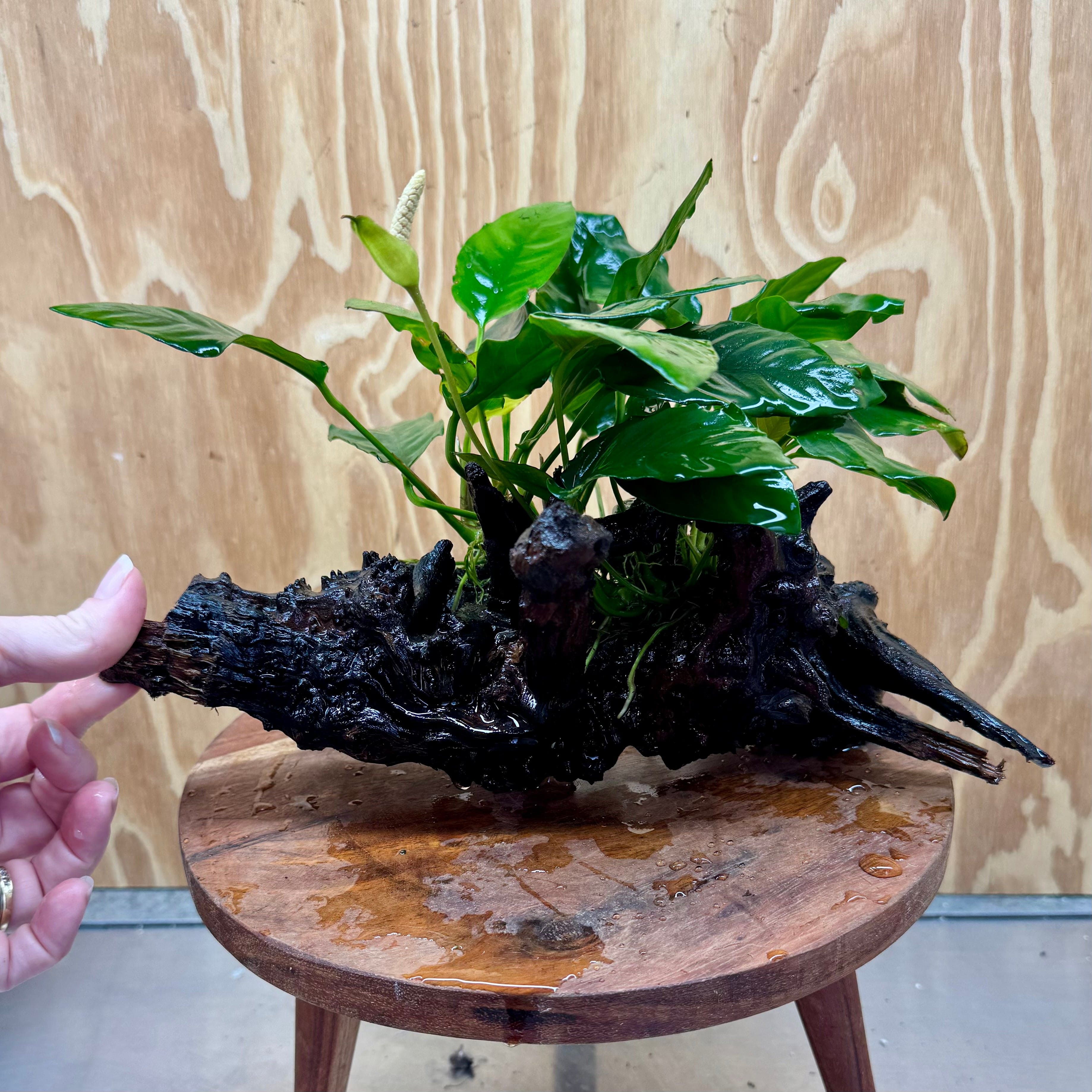 Pisces Enterprises One Only Anubias 'Paco' on Medium Driftwood Creation - One Only - Dramatic Anubias Petite Emerald Heart on Medium Driftwood - ONE ONLY - Scapeshop