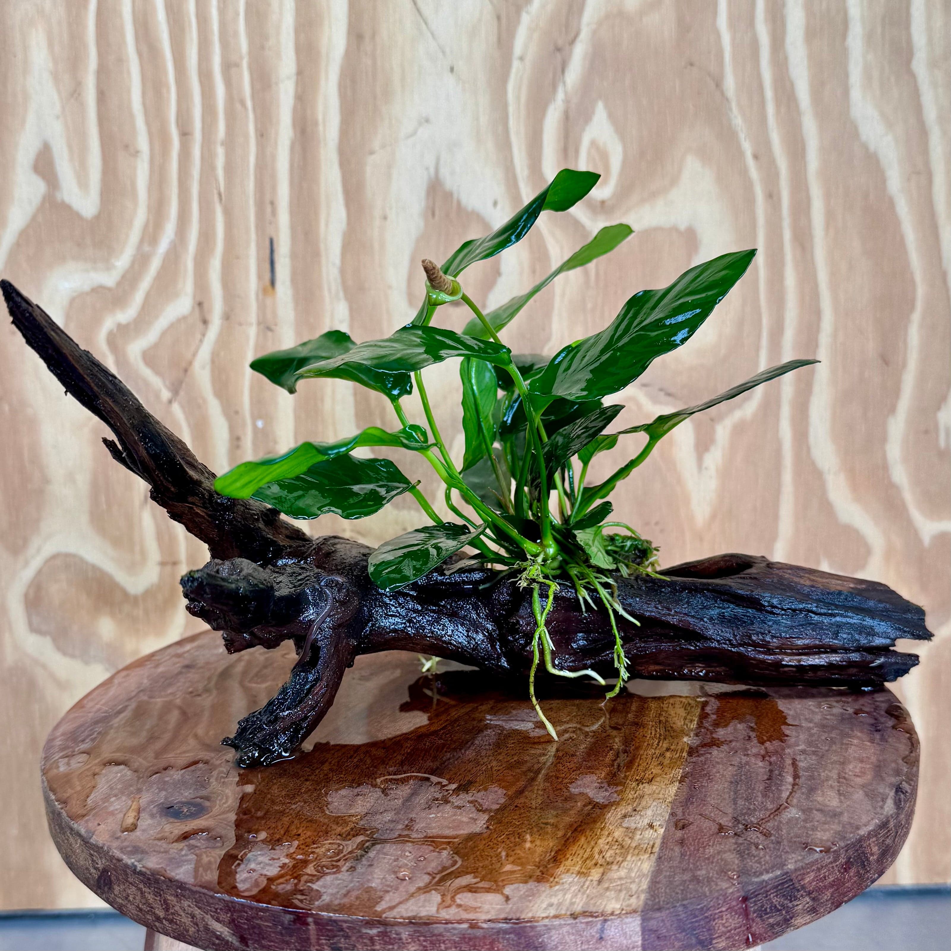 Scapeshop.com.au One Only Anubias Paco on Medium Driftwood Creation - One Only - Fancy Anubias Paco on Medium Driftwood - One Only - Aquarium Plants Australia