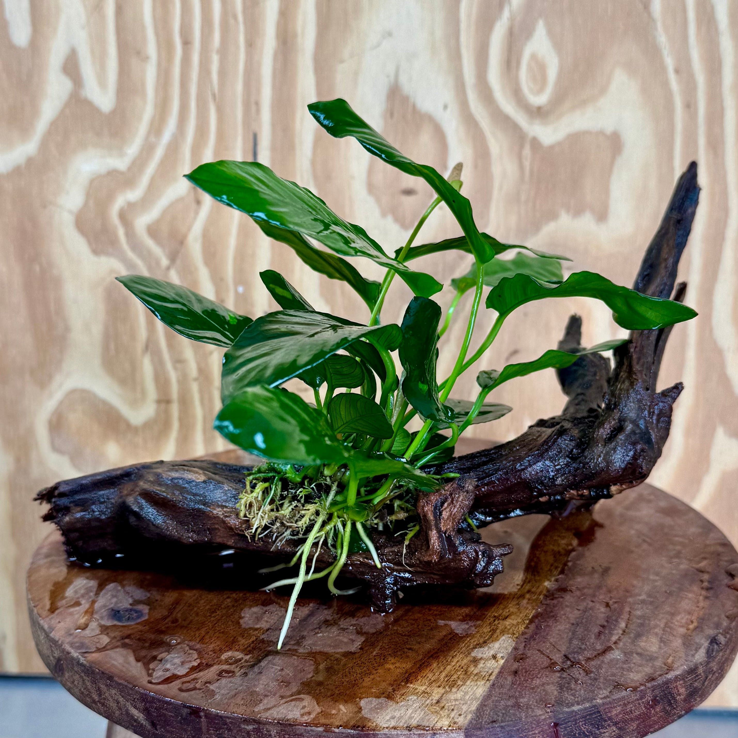 Scapeshop.com.au One Only Anubias Paco on Medium Driftwood Creation - One Only - Fancy Anubias Paco on Medium Driftwood - One Only - Aquarium Plants Australia