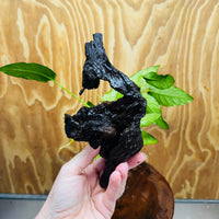 Scapeshop.com.au One Only Anubias Paco on Medium Driftwood Creation - One Only - Fancy Anubias Paco on Medium Driftwood - One Only - Aquarium Plants Australia