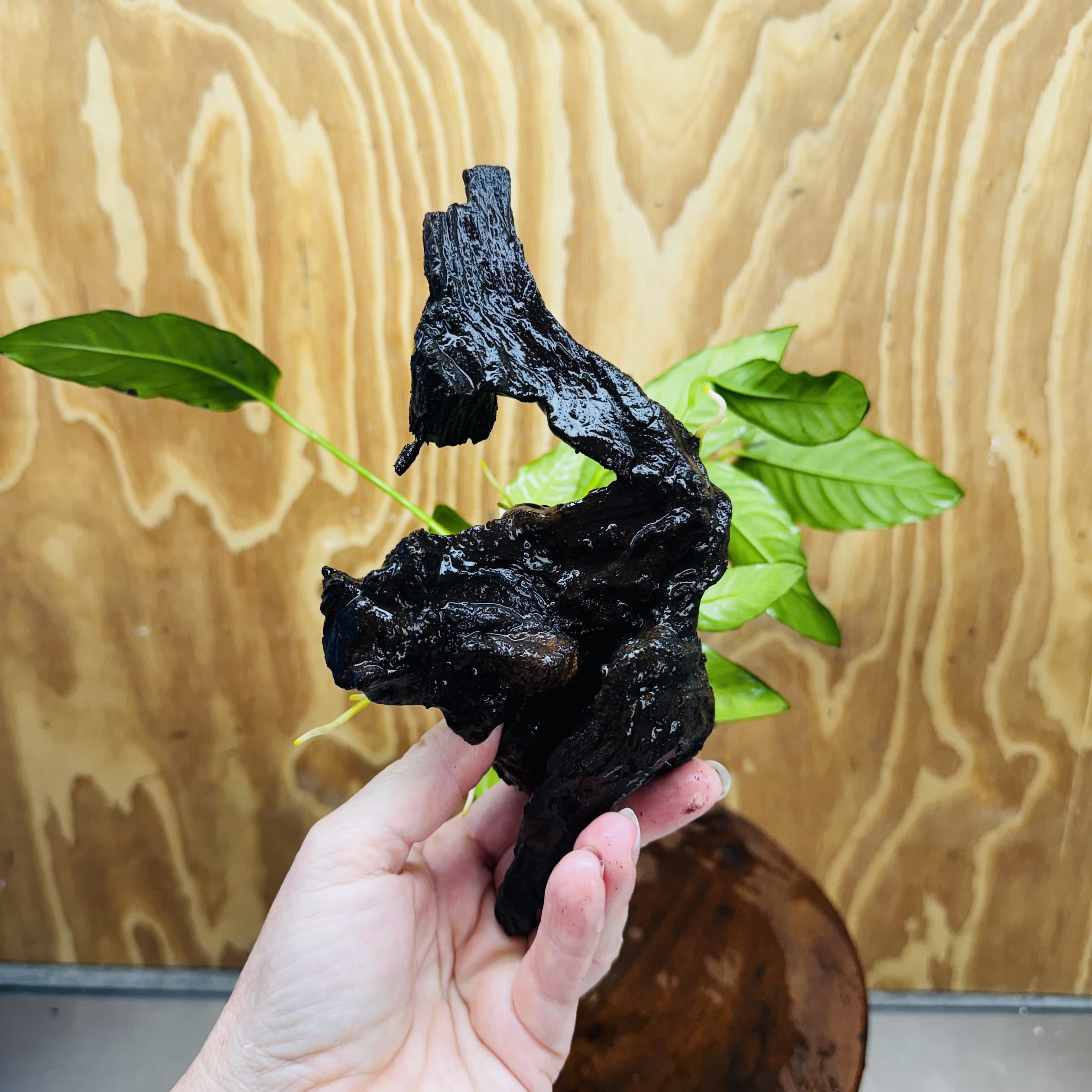 Scapeshop.com.au One Only Anubias Paco on Medium Driftwood Creation - One Only - Fancy Anubias Paco on Medium Driftwood - One Only - Aquarium Plants Australia