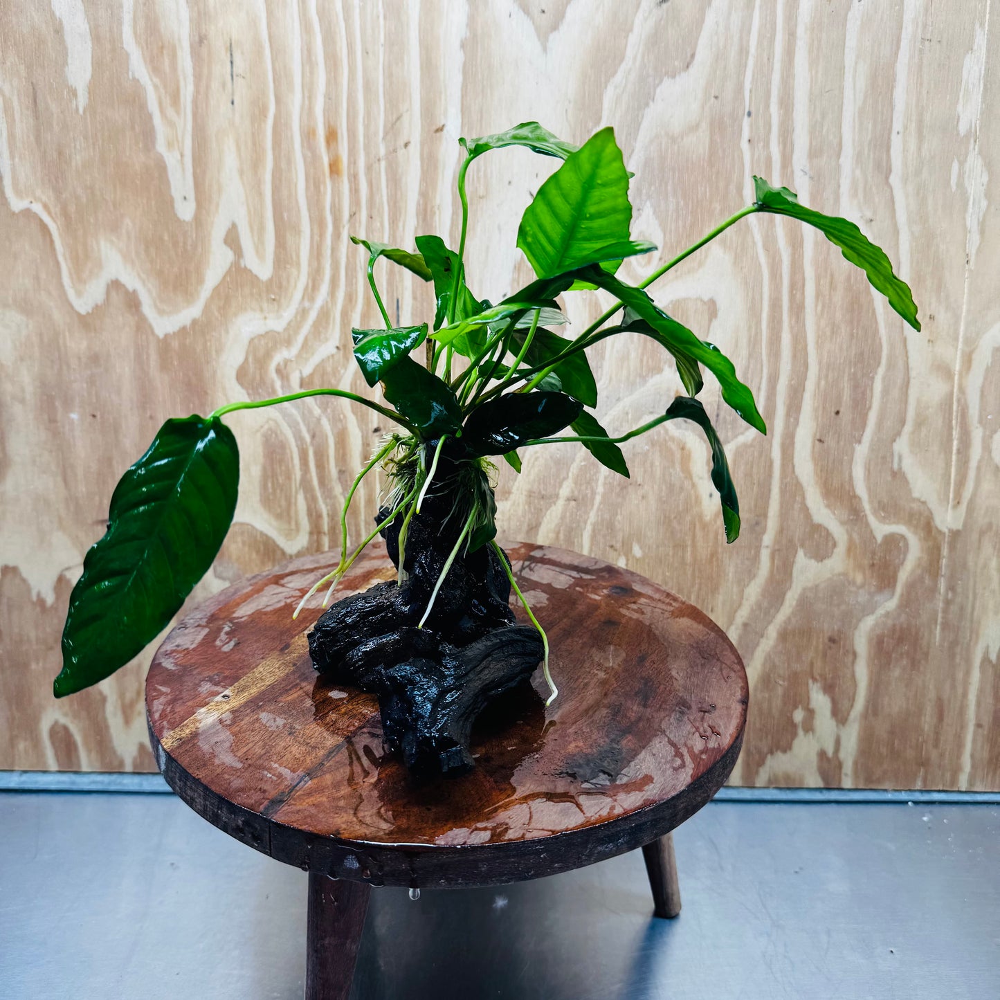 Scapeshop.com.au One Only Anubias Paco on Medium Driftwood Creation - One Only - Fancy Anubias Paco on Medium Driftwood - One Only - Aquarium Plants Australia