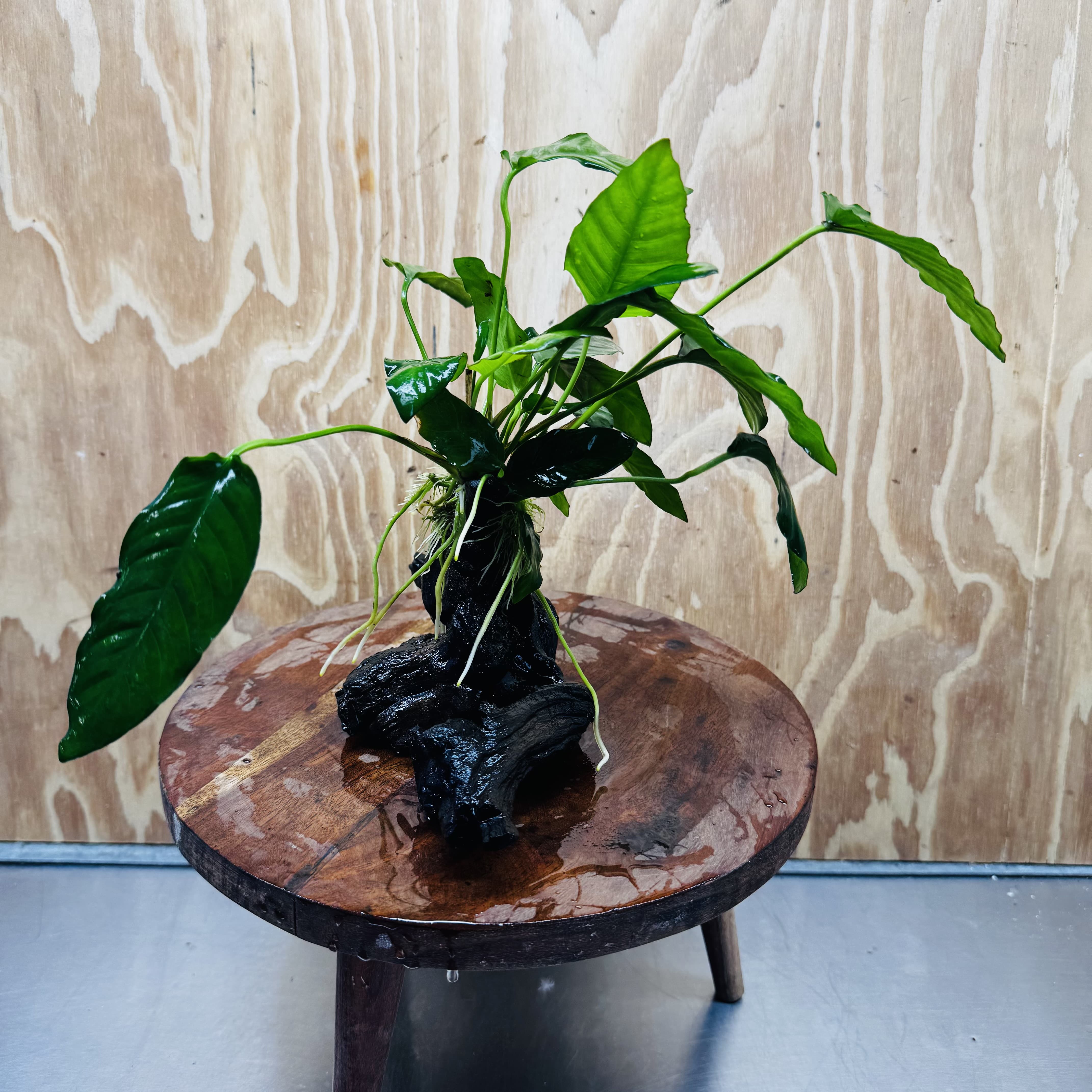 Scapeshop.com.au One Only Anubias Paco on Medium Driftwood Creation - One Only - Fancy Anubias Paco on Medium Driftwood - One Only - Aquarium Plants Australia