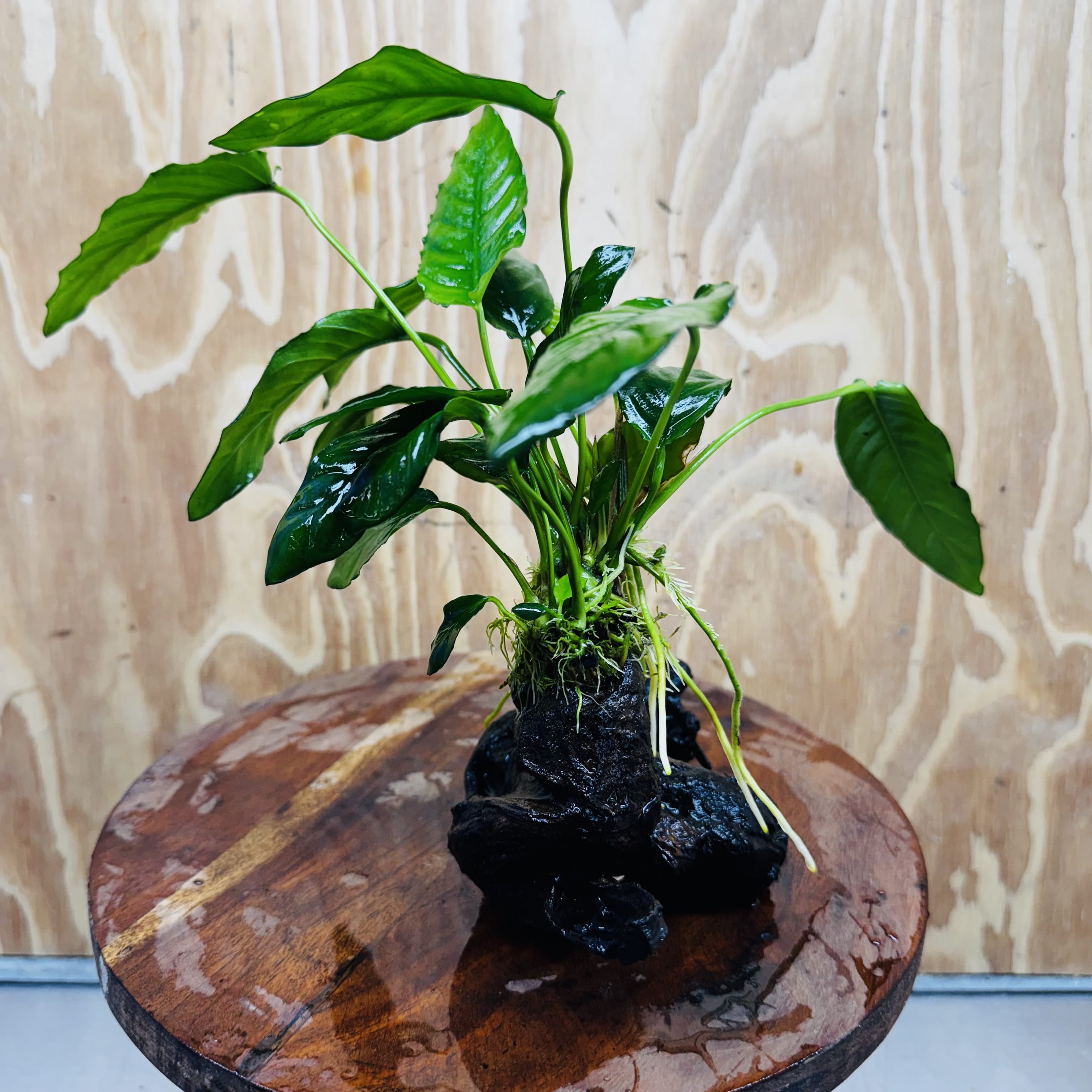 Scapeshop.com.au One Only Anubias Paco on Medium Driftwood Creation - One Only - Fancy Anubias Paco on Medium Driftwood - One Only - Aquarium Plants Australia