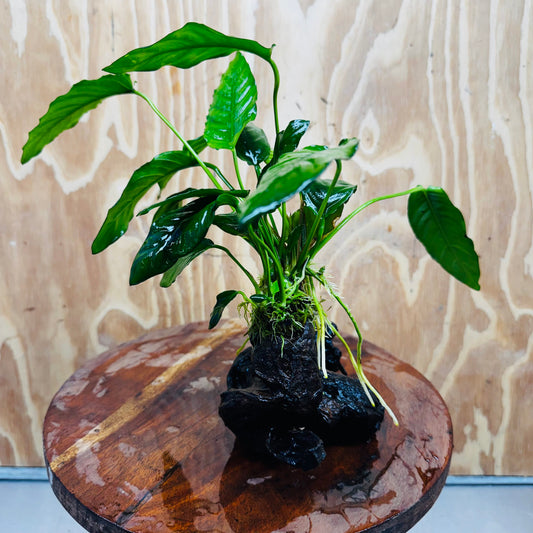 Scapeshop.com.au One Only Anubias Paco on Medium Driftwood Creation - One Only - Fancy Anubias Paco on Medium Driftwood - One Only - Aquarium Plants Australia