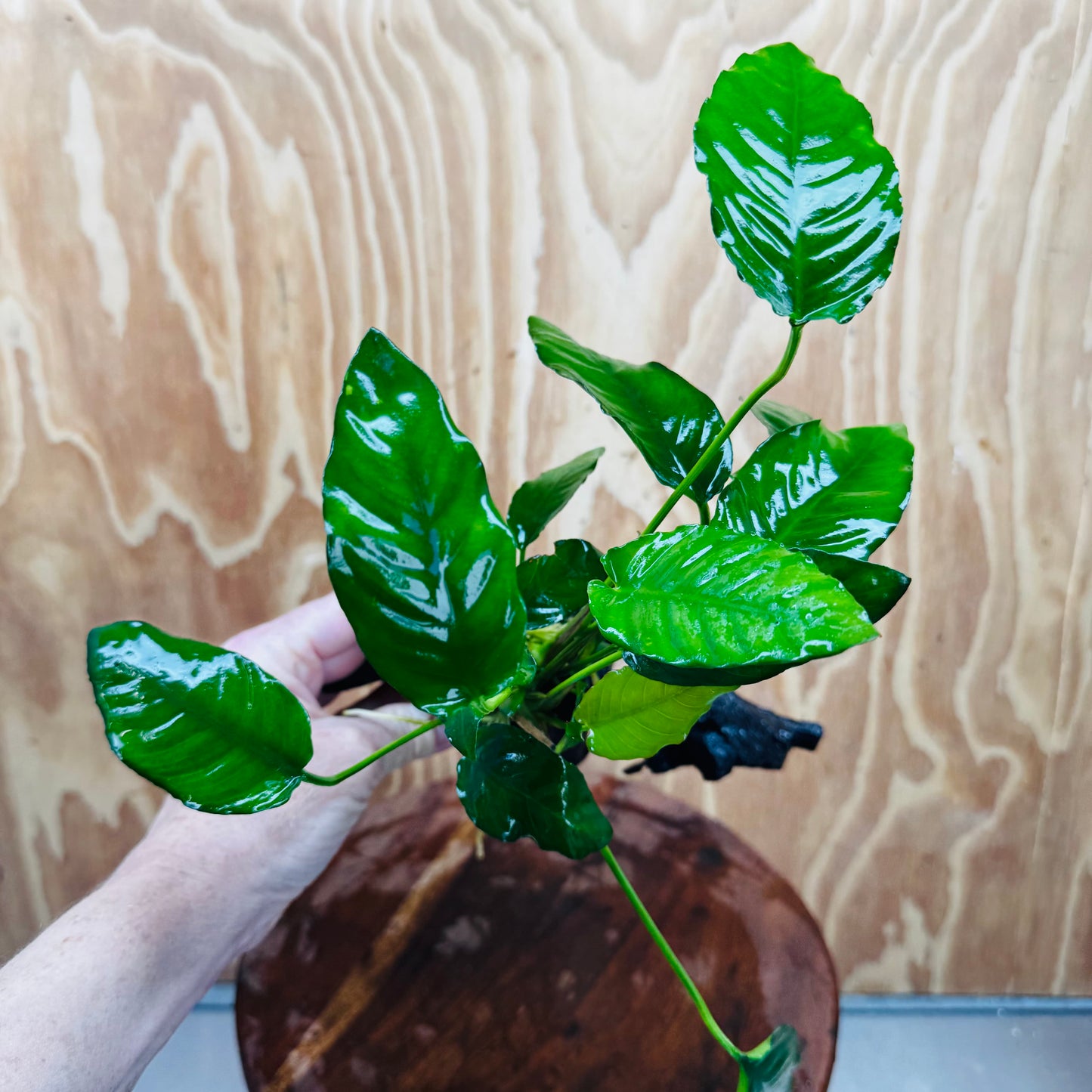 Scapeshop.com.au One Only Anubias Paco on Medium Driftwood Creation - One Only - Fancy Anubias Paco on Medium Driftwood - One Only - Aquarium Plants Australia