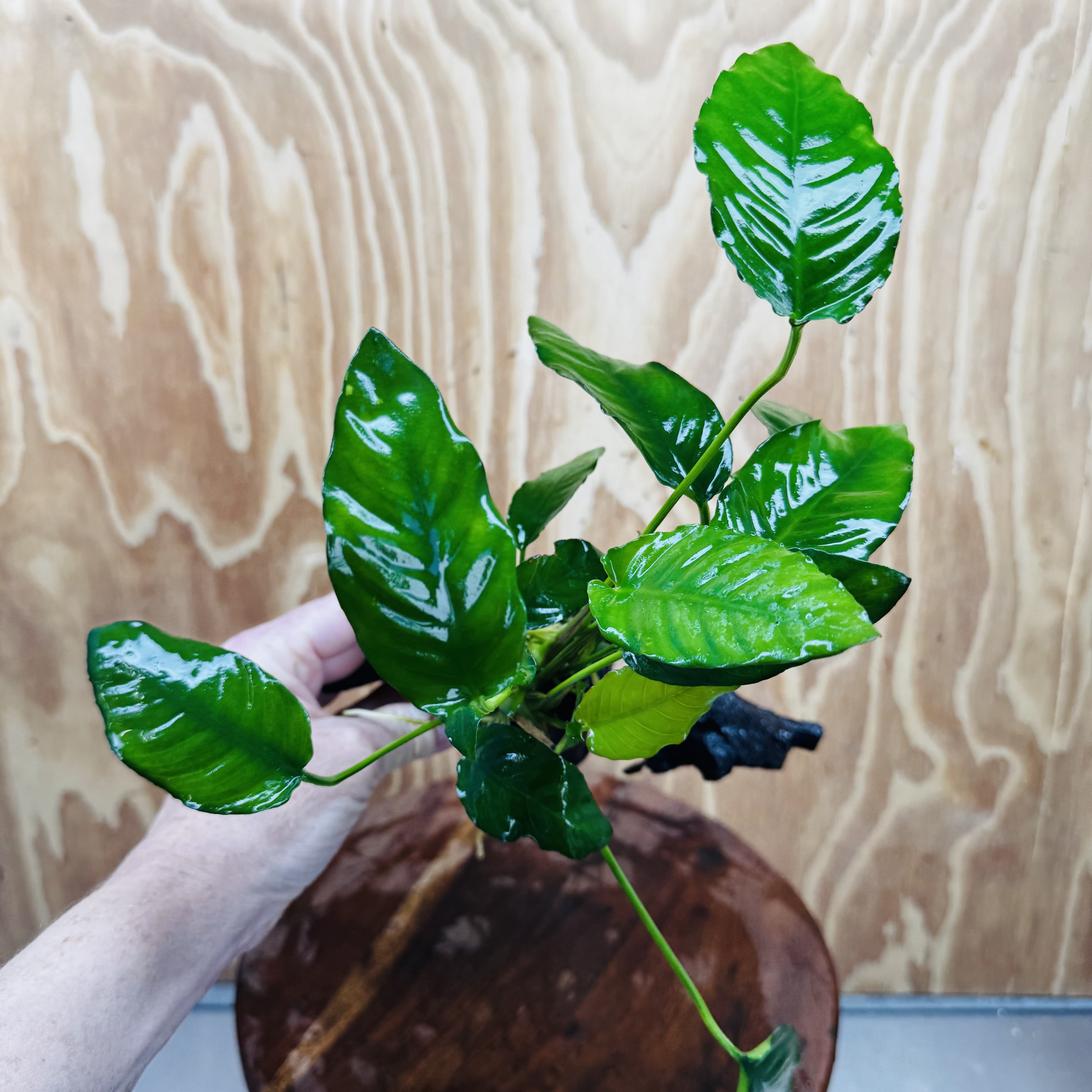 Scapeshop.com.au One Only Anubias Paco on Medium Driftwood Creation - One Only - Fancy Anubias Paco on Medium Driftwood - One Only - Aquarium Plants Australia