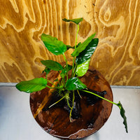 Scapeshop.com.au One Only Anubias Paco on Medium Driftwood Creation - One Only - Fancy Anubias Paco on Medium Driftwood - One Only - Aquarium Plants Australia