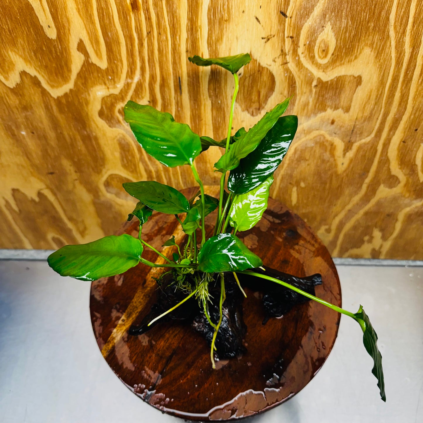 Scapeshop.com.au One Only Anubias Paco on Medium Driftwood Creation - One Only - Fancy Anubias Paco on Medium Driftwood - One Only - Aquarium Plants Australia