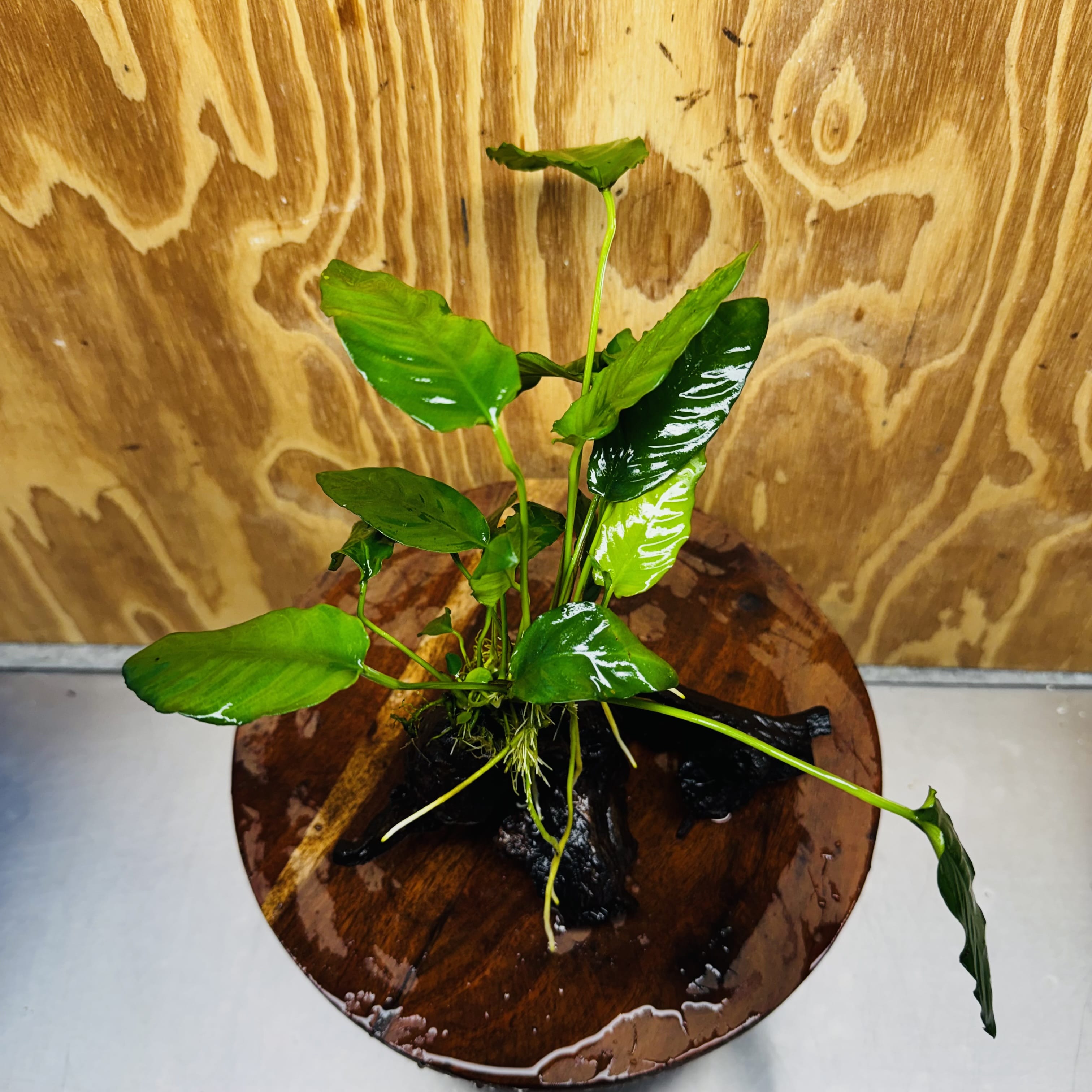 Scapeshop.com.au One Only Anubias Paco on Medium Driftwood Creation - One Only - Fancy Anubias Paco on Medium Driftwood - One Only - Aquarium Plants Australia