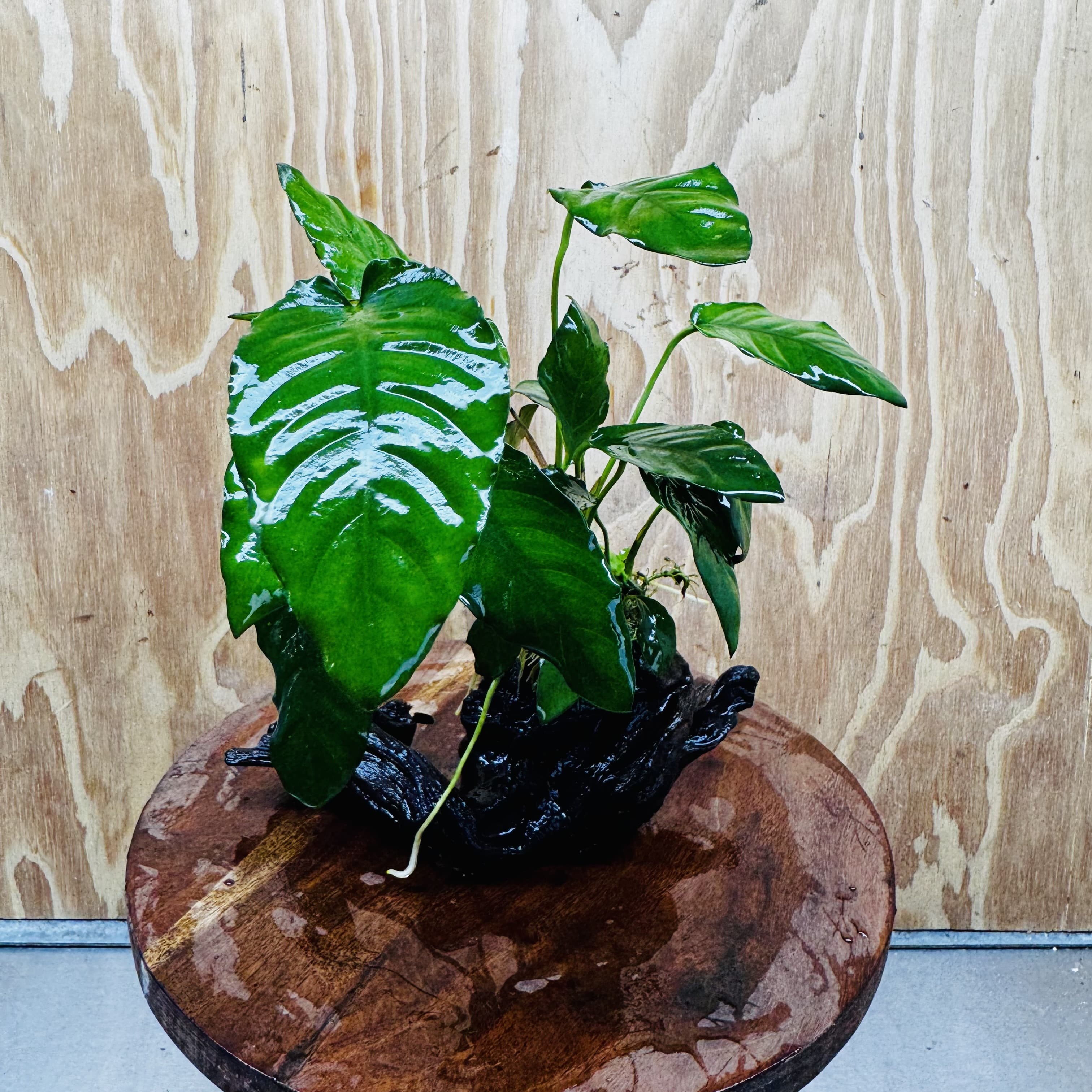 Scapeshop.com.au One Only Anubias Paco on Medium Driftwood Creation - One Only - Fancy Anubias Paco on Medium Driftwood - One Only - Aquarium Plants Australia