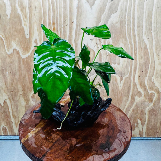 Scapeshop.com.au One Only Anubias Paco on Medium Driftwood Creation - One Only - Fancy Anubias Paco on Medium Driftwood - One Only - Aquarium Plants Australia