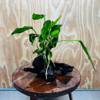 Scapeshop.com.au One Only Anubias Paco on Medium Driftwood Creation - One Only - Fancy Anubias Paco on Medium Driftwood - One Only - Aquarium Plants Australia