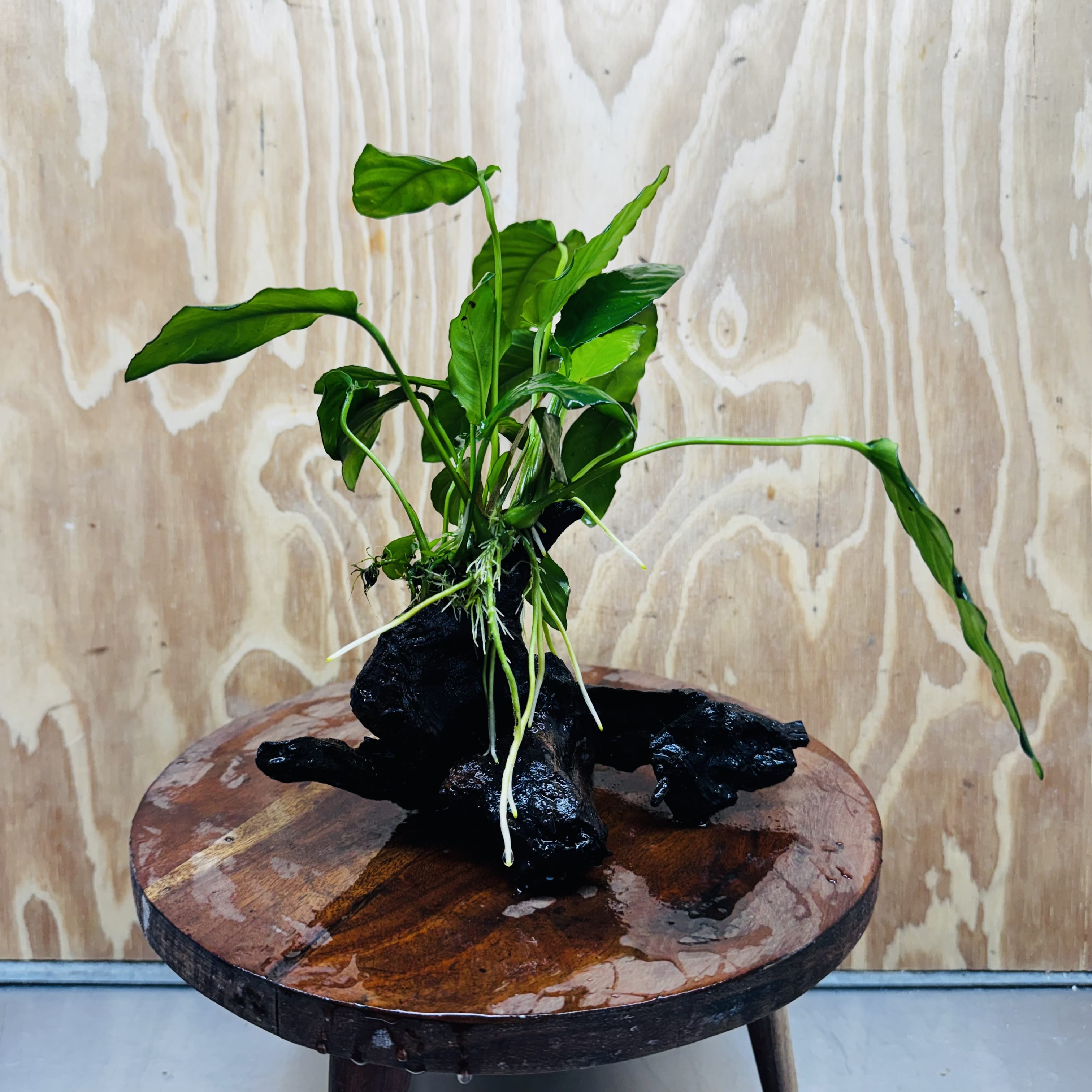 Scapeshop.com.au One Only Anubias Paco on Medium Driftwood Creation - One Only - Fancy Anubias Paco on Medium Driftwood - One Only - Aquarium Plants Australia