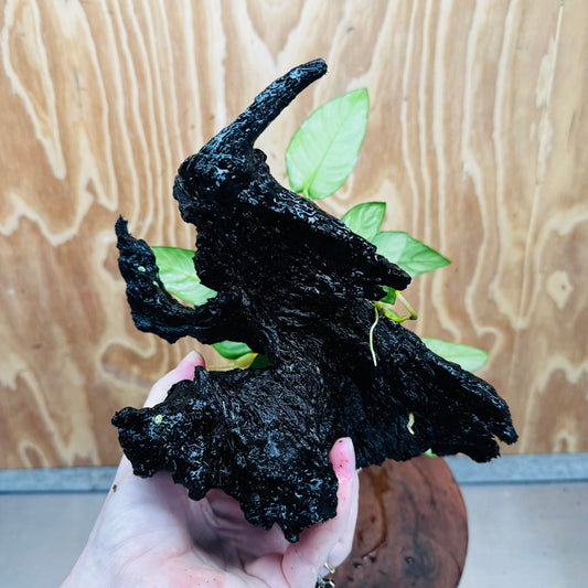 Scapeshop.com.au One Only Anubias Paco on Medium Driftwood Creation - One Only - Fancy Anubias Paco on Medium Driftwood - One Only - Aquarium Plants Australia