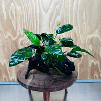 Scapeshop.com.au One Only Anubias Paco on Medium Driftwood Creation - One Only - Fancy Anubias Paco on Medium Driftwood - One Only - Aquarium Plants Australia