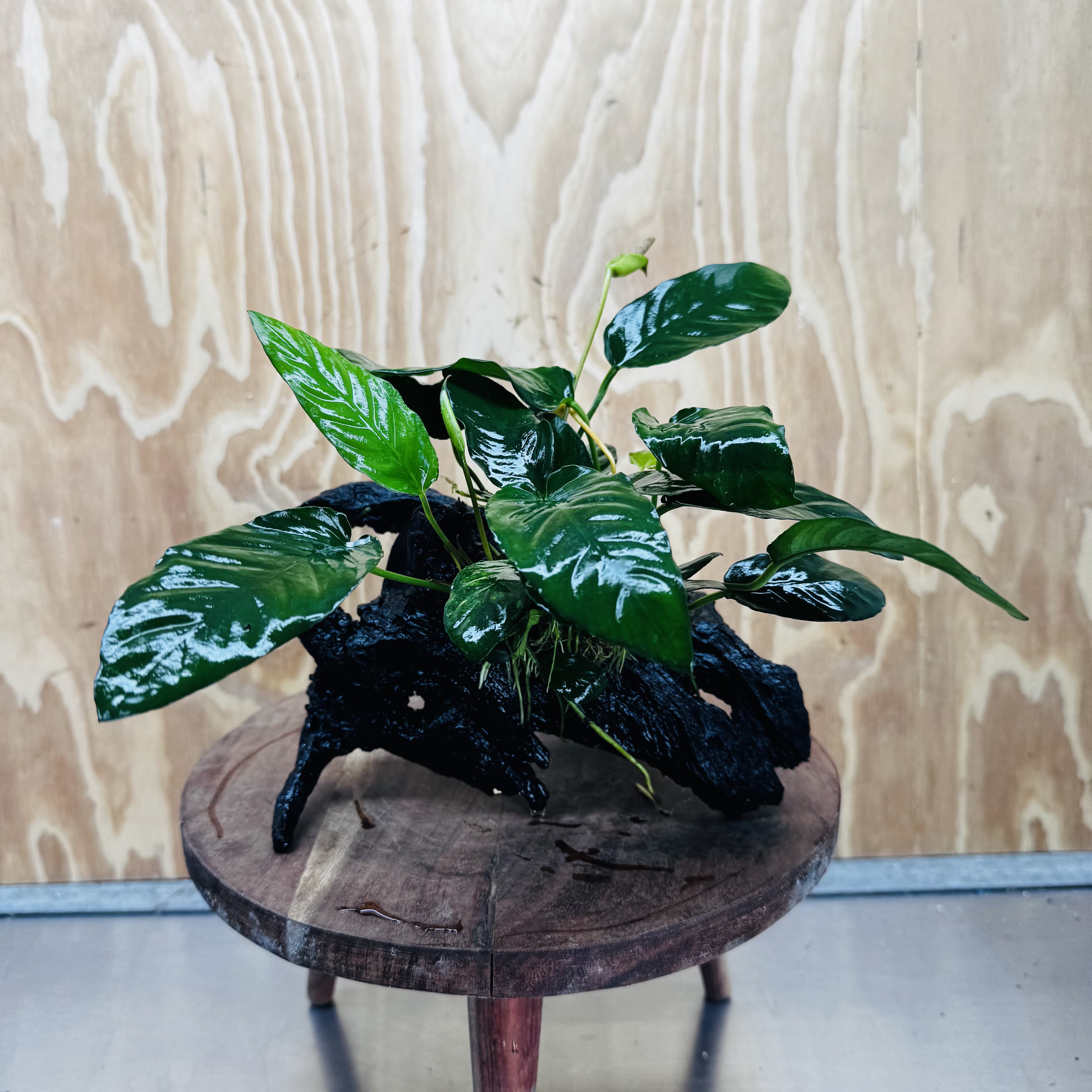 Scapeshop.com.au One Only Anubias Paco on Medium Driftwood Creation - One Only - Fancy Anubias Paco on Medium Driftwood - One Only - Aquarium Plants Australia