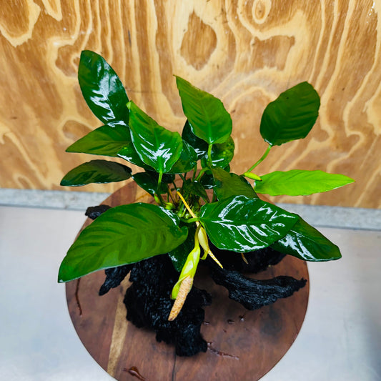 Scapeshop.com.au One Only Anubias Paco on Medium Driftwood Creation - One Only - Fancy Anubias Paco on Medium Driftwood - One Only - Aquarium Plants Australia