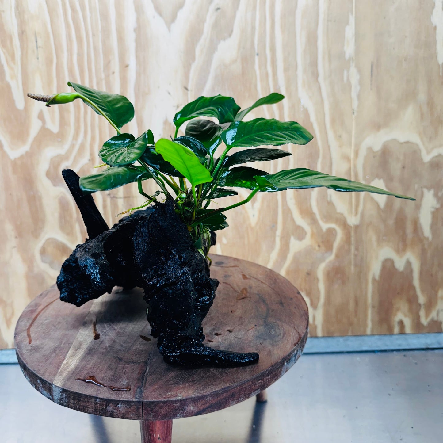 Scapeshop.com.au One Only Anubias Paco on Medium Driftwood Creation - One Only - Fancy Anubias Paco on Medium Driftwood - One Only - Aquarium Plants Australia