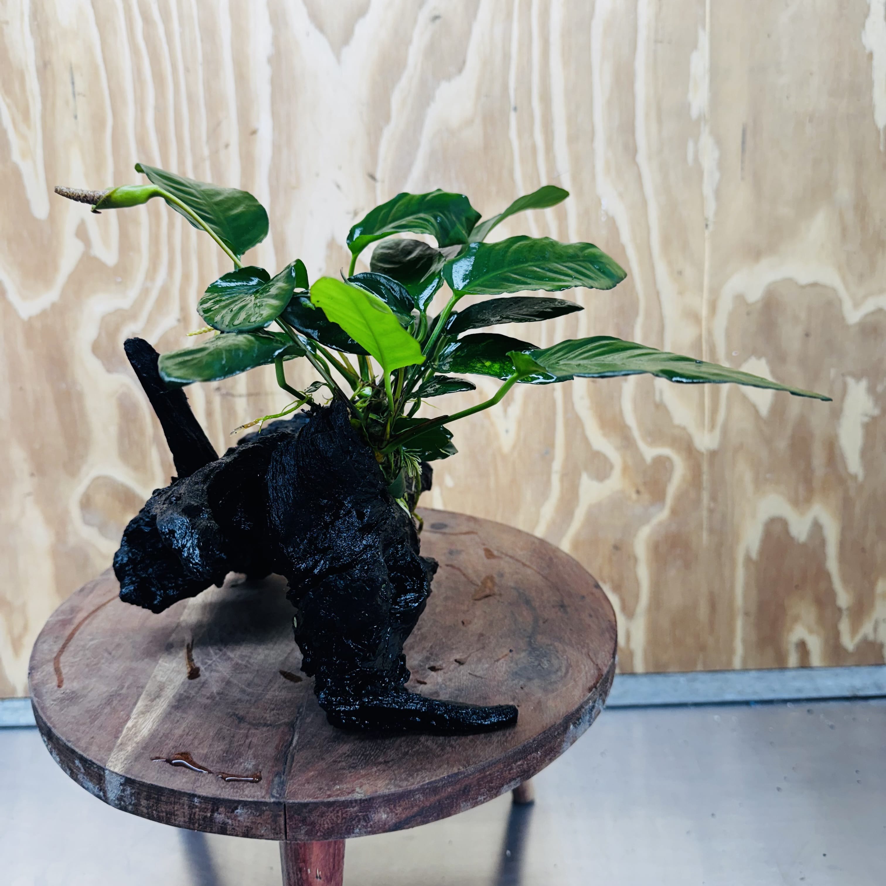Scapeshop.com.au One Only Anubias Paco on Medium Driftwood Creation - One Only - Fancy Anubias Paco on Medium Driftwood - One Only - Aquarium Plants Australia