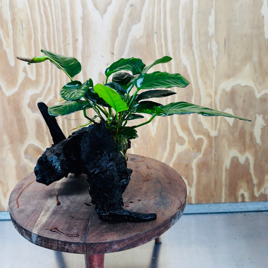 Scapeshop.com.au One Only Anubias Paco on Medium Driftwood Creation - One Only - Fancy Anubias Paco on Medium Driftwood - One Only - Aquarium Plants Australia