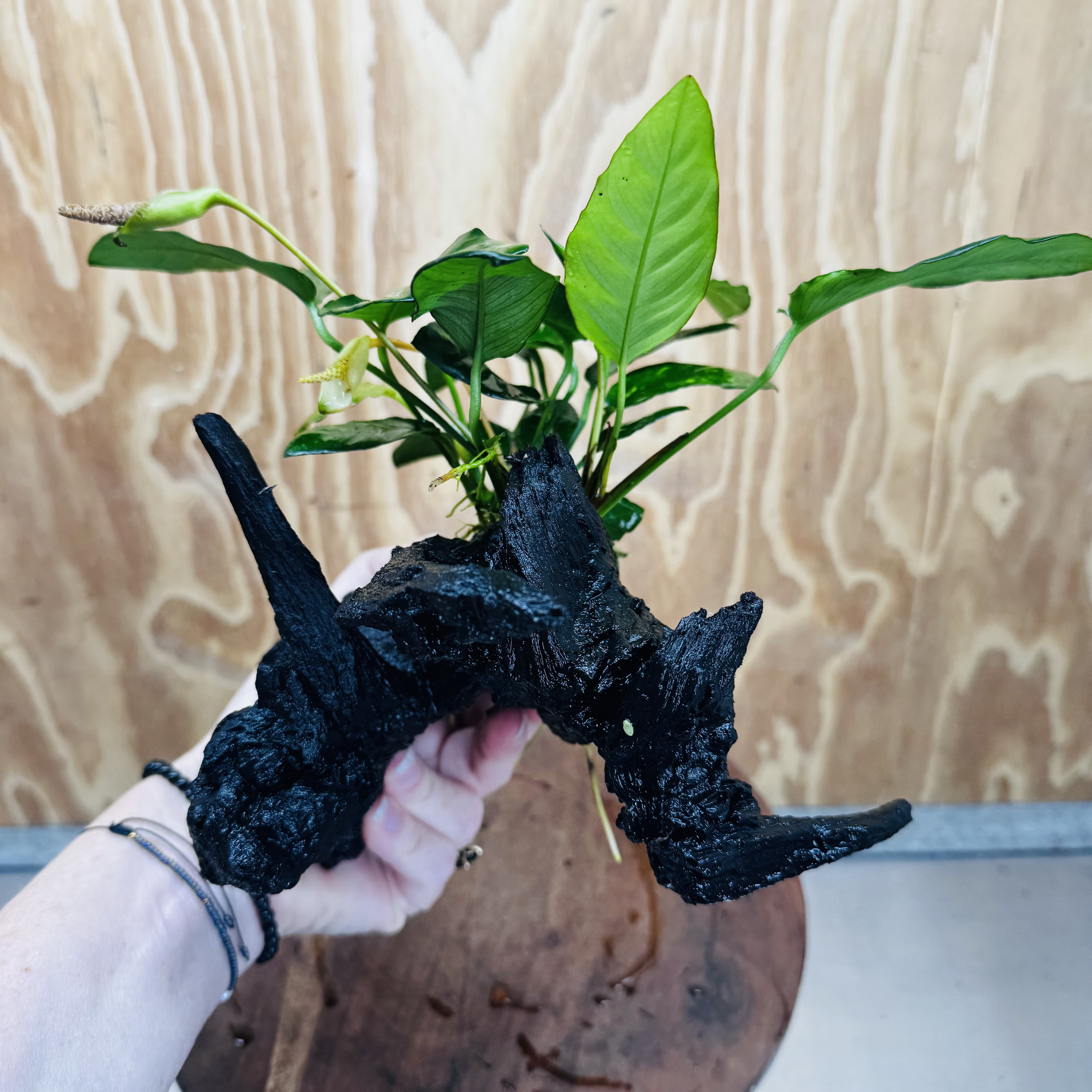 Scapeshop.com.au One Only Anubias Paco on Medium Driftwood Creation - One Only - Fancy Anubias Paco on Medium Driftwood - One Only - Aquarium Plants Australia