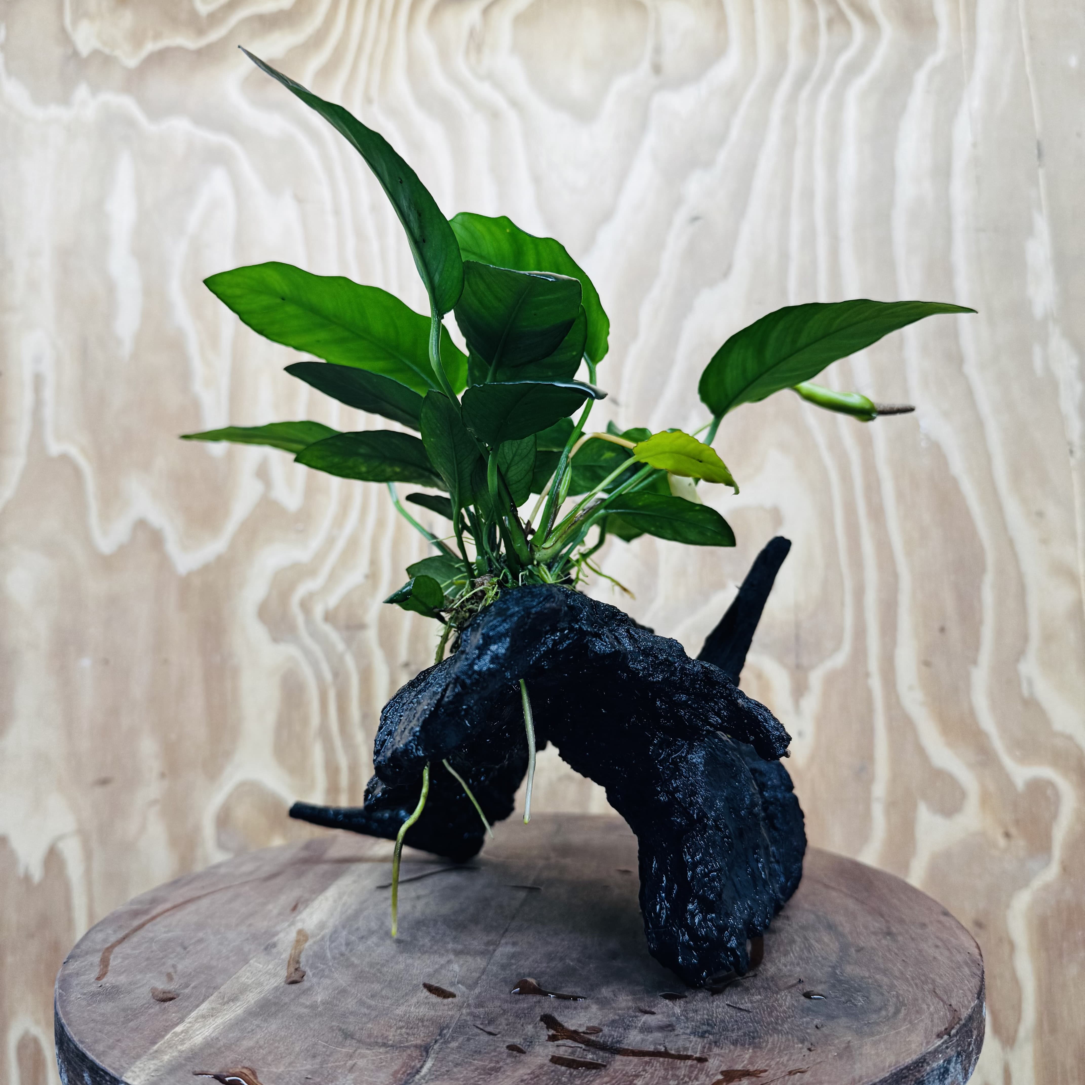 Scapeshop.com.au One Only Anubias Paco on Medium Driftwood Creation - One Only - Fancy Anubias Paco on Medium Driftwood - One Only - Aquarium Plants Australia