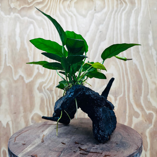 Scapeshop.com.au One Only Anubias Paco on Medium Driftwood Creation - One Only - Fancy Anubias Paco on Medium Driftwood - One Only - Aquarium Plants Australia