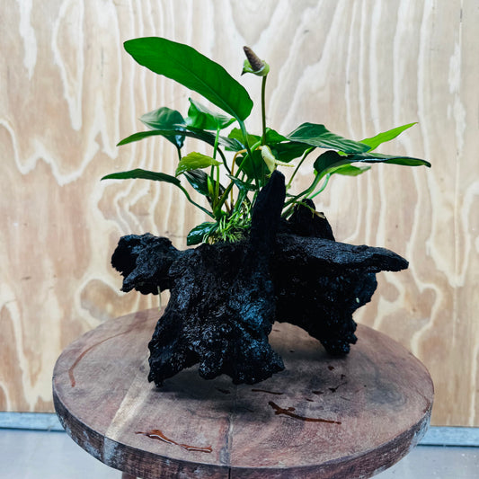 Scapeshop.com.au One Only Anubias Paco on Medium Driftwood Creation - One Only - Fancy Anubias Paco on Medium Driftwood - One Only - Aquarium Plants Australia