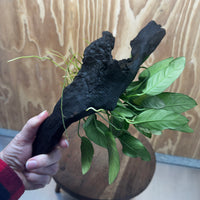 Scapeshop.com.au One Only Anubias Paco on Medium Driftwood Creation - One Only - Fancy Anubias Paco on Medium Driftwood - One Only - Aquarium Plants Australia