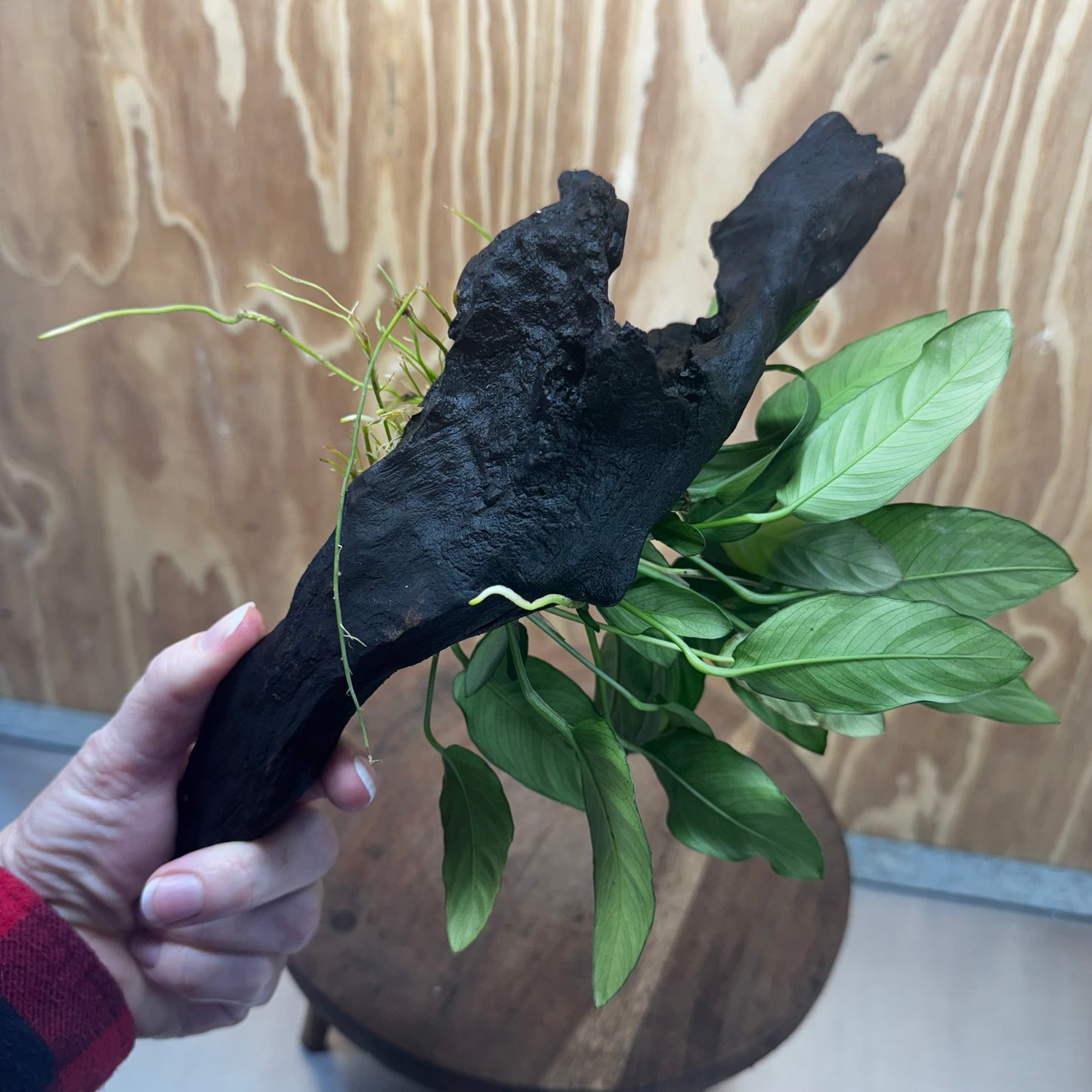 Scapeshop.com.au One Only Anubias Paco on Medium Driftwood Creation - One Only - Fancy Anubias Paco on Medium Driftwood - One Only - Aquarium Plants Australia