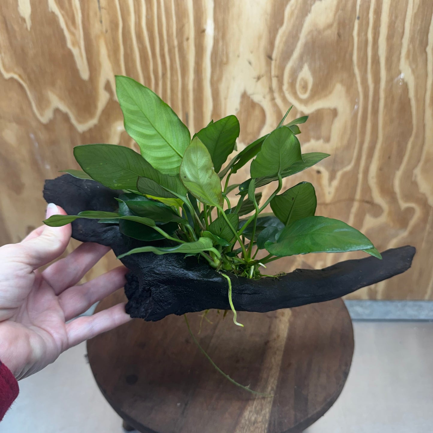 Scapeshop.com.au One Only Anubias Paco on Medium Driftwood Creation - One Only - Fancy Anubias Paco on Medium Driftwood - One Only - Aquarium Plants Australia