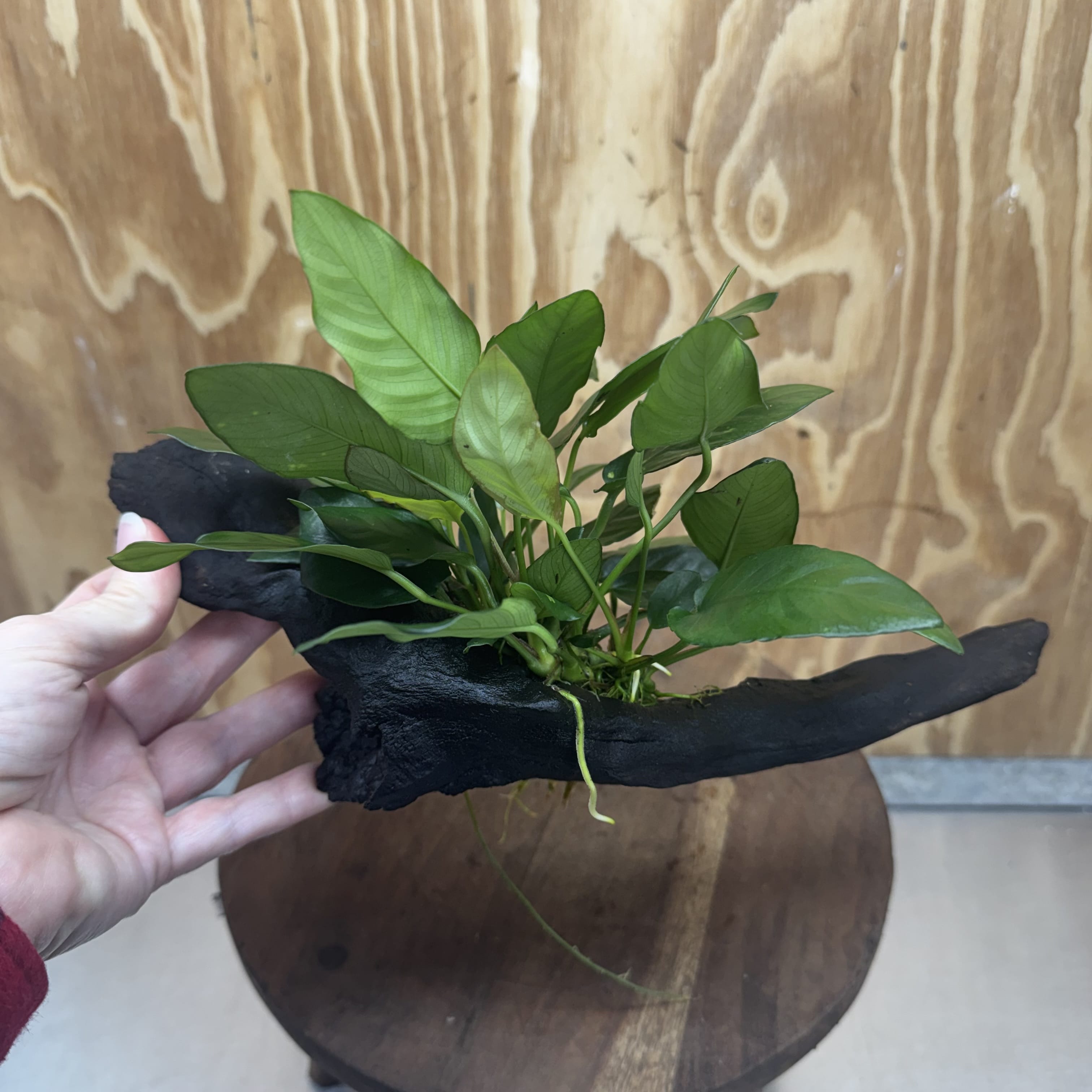 Scapeshop.com.au One Only Anubias Paco on Medium Driftwood Creation - One Only - Fancy Anubias Paco on Medium Driftwood - One Only - Aquarium Plants Australia