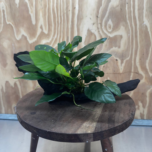 Scapeshop.com.au One Only Anubias Paco on Medium Driftwood Creation - One Only - Fancy Anubias Paco on Medium Driftwood - One Only - Aquarium Plants Australia
