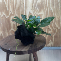 Scapeshop.com.au One Only Anubias Paco on Medium Driftwood Creation - One Only - Fancy Anubias Paco on Medium Driftwood - One Only - Aquarium Plants Australia