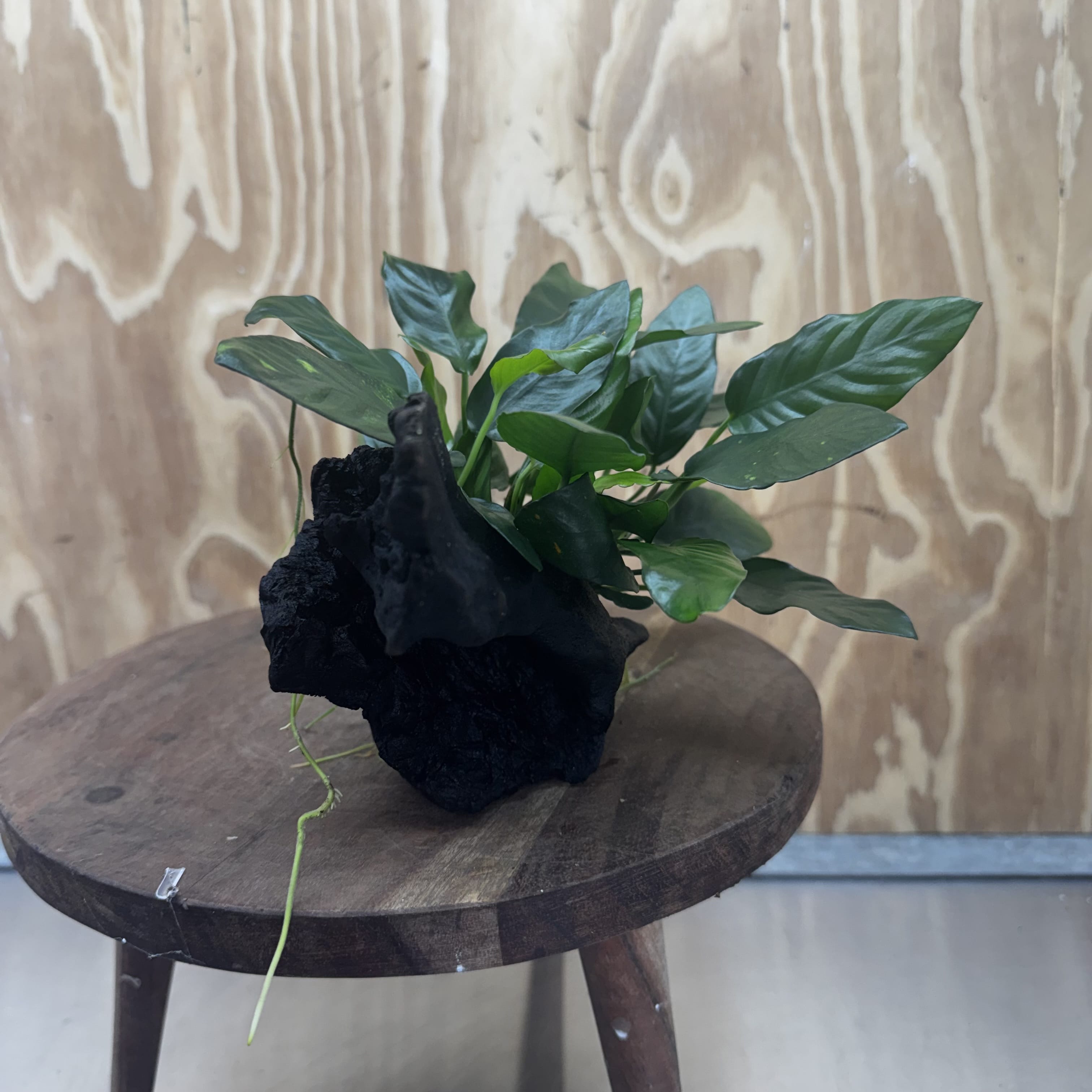 Scapeshop.com.au One Only Anubias Paco on Medium Driftwood Creation - One Only - Fancy Anubias Paco on Medium Driftwood - One Only - Aquarium Plants Australia