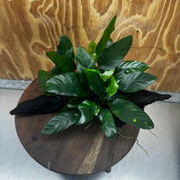 Scapeshop.com.au One Only Anubias Paco on Medium Driftwood Creation - One Only - Fancy Anubias Paco on Medium Driftwood - One Only - Aquarium Plants Australia
