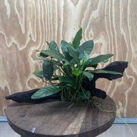 Scapeshop.com.au One Only Anubias Paco on Medium Driftwood Creation - One Only - Fancy Anubias Paco on Medium Driftwood - One Only - Aquarium Plants Australia