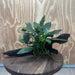 Scapeshop.com.au One Only Anubias Paco on Medium Driftwood Creation - One Only - Fancy Anubias Paco on Medium Driftwood - One Only - Aquarium Plants Australia